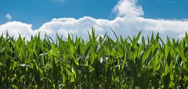 cornfield2.jpg