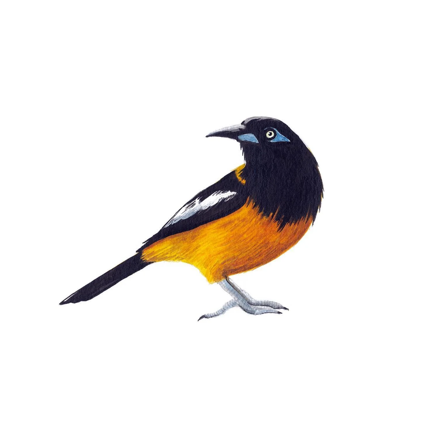 Venezuelan Troupial ✨