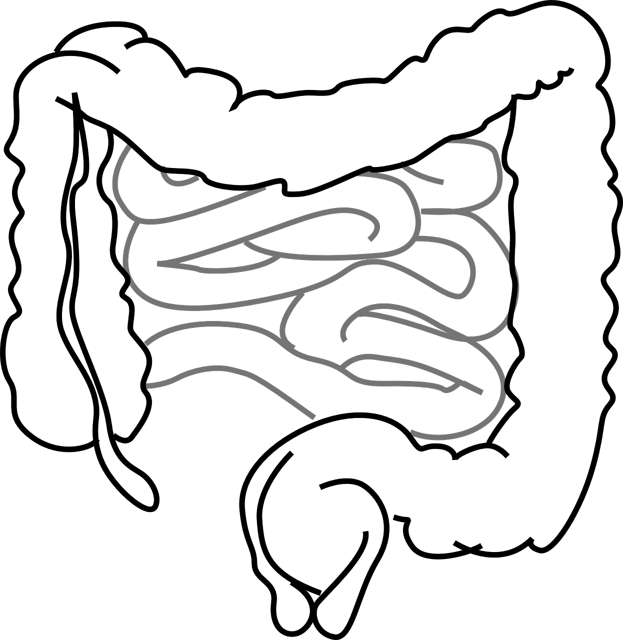 intestines-293929_1280.png