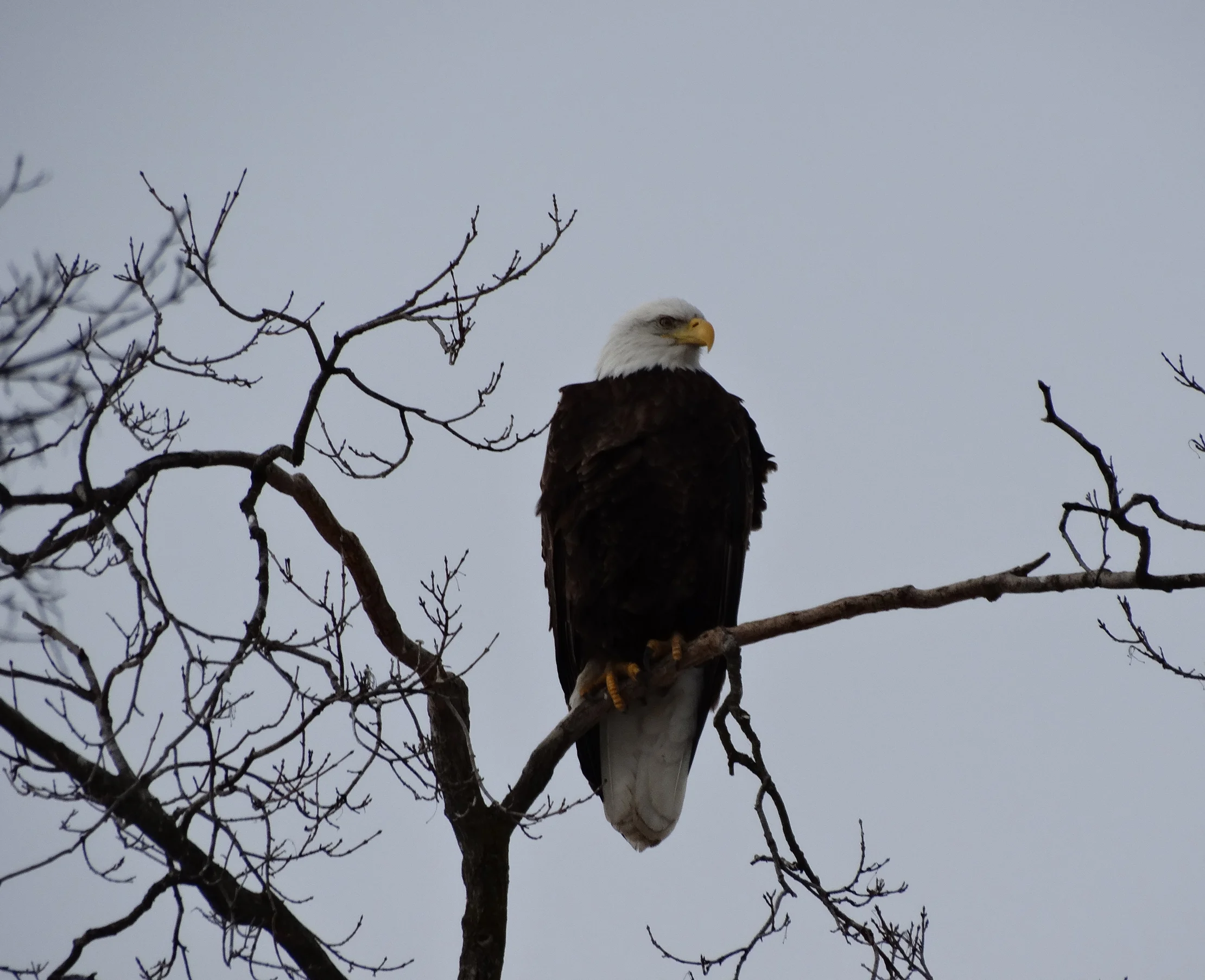 1Eagle.jpg