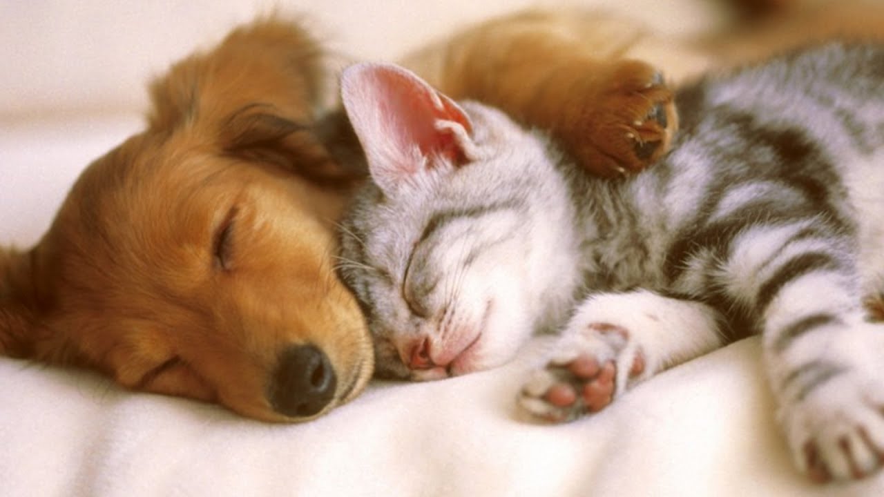 kittypup2.jpg