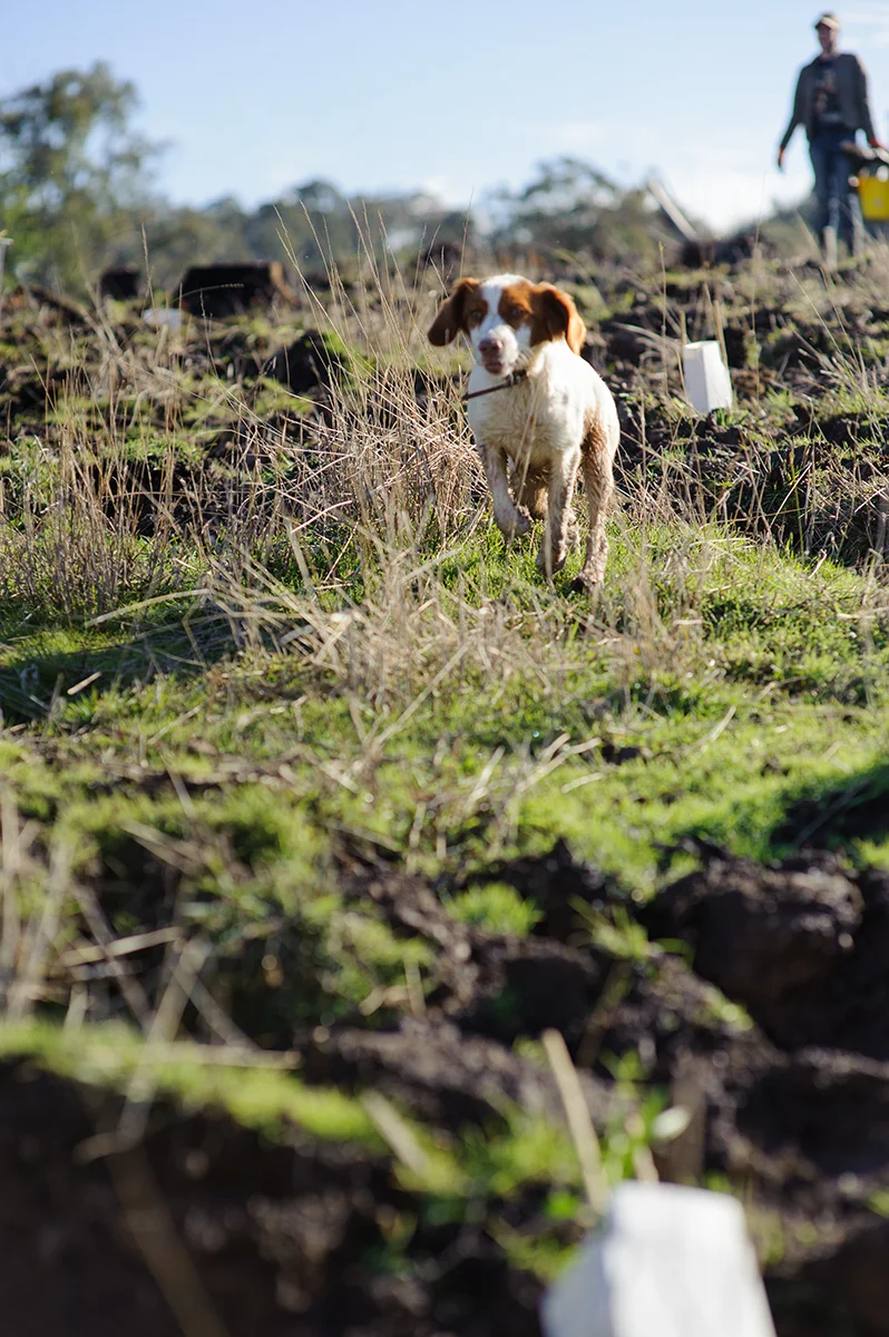 tree_planting__07_12_09_068 copy.jpg