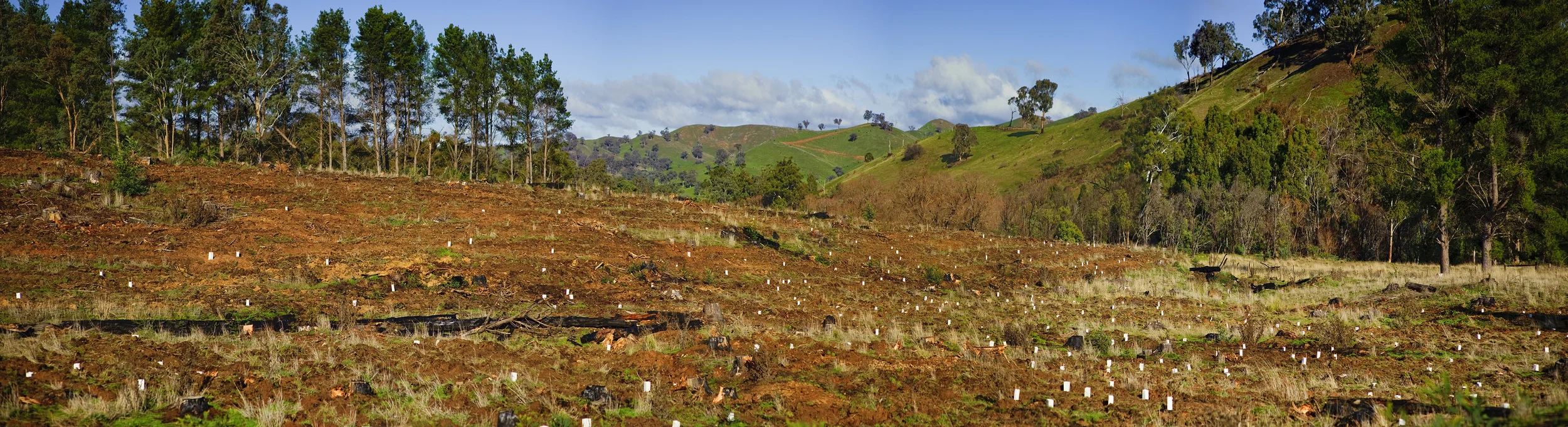 tree_panting_pano copy.jpg