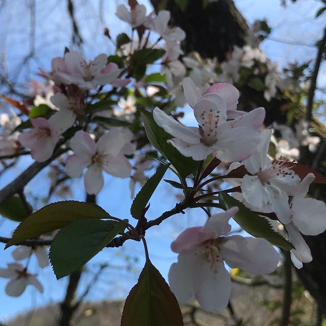 There&rsquo;s nothing like our great native southern crab apple. This is a great alternative for ornamental cherries or non native crabapples. This one was holding strong in a thicket of invasive privet. #malusangustifolia #southerncrabapple #appalac