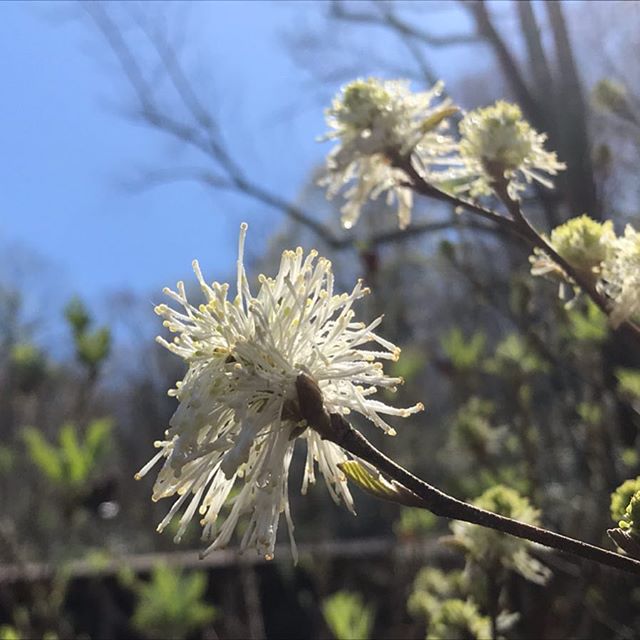 Fothergilla major showing it&rsquo;s beauty! The rains and warm weather have given plants some extra love to push out a little more growth over these last couple days. #fothergilla #appalachialandcare #nativenc #nativeplants #wncnativeplants #brevard