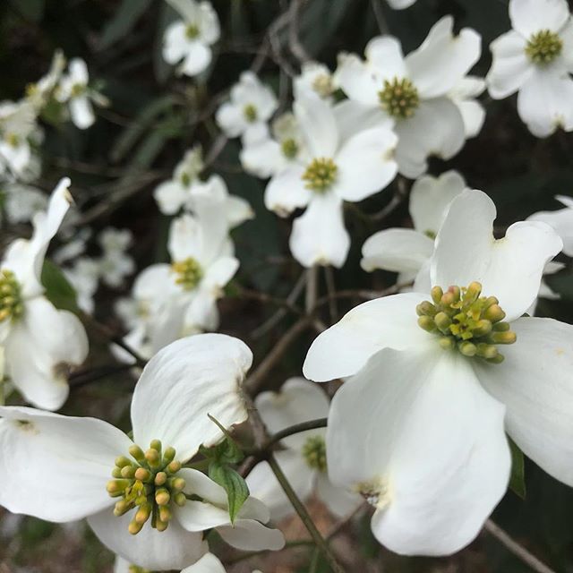 We are so fortunate to live in a place that supports so many beautiful native plants. Springtime in the southern Appalachian mountains always reinforces the magnitude of  biodiversity we are blessed with. #cornusflorida #dogwood #plantnatives #appala