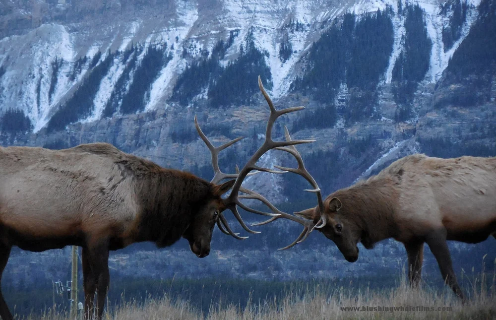 elkcrop.jpg