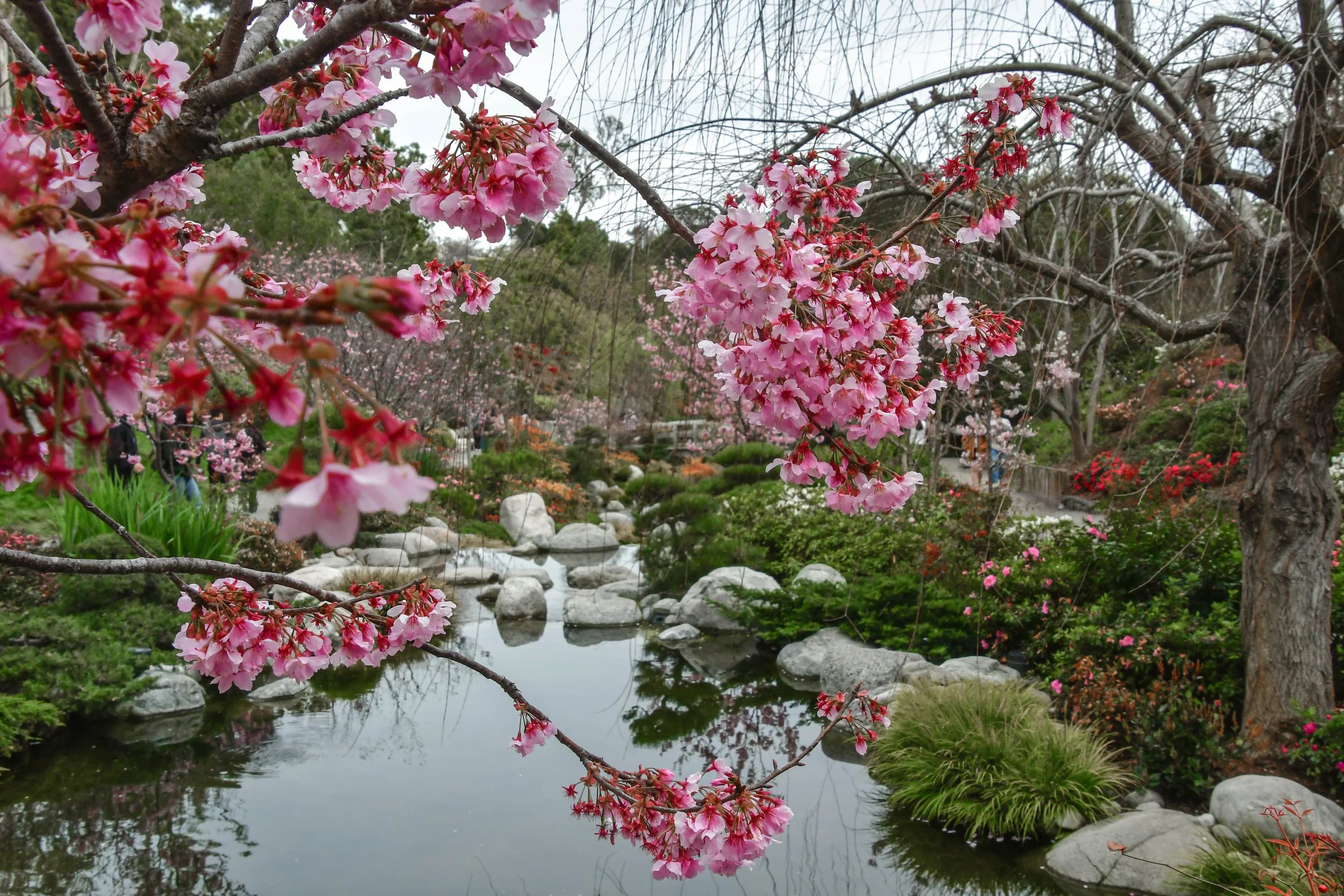 cherry (9 of 24).jpg