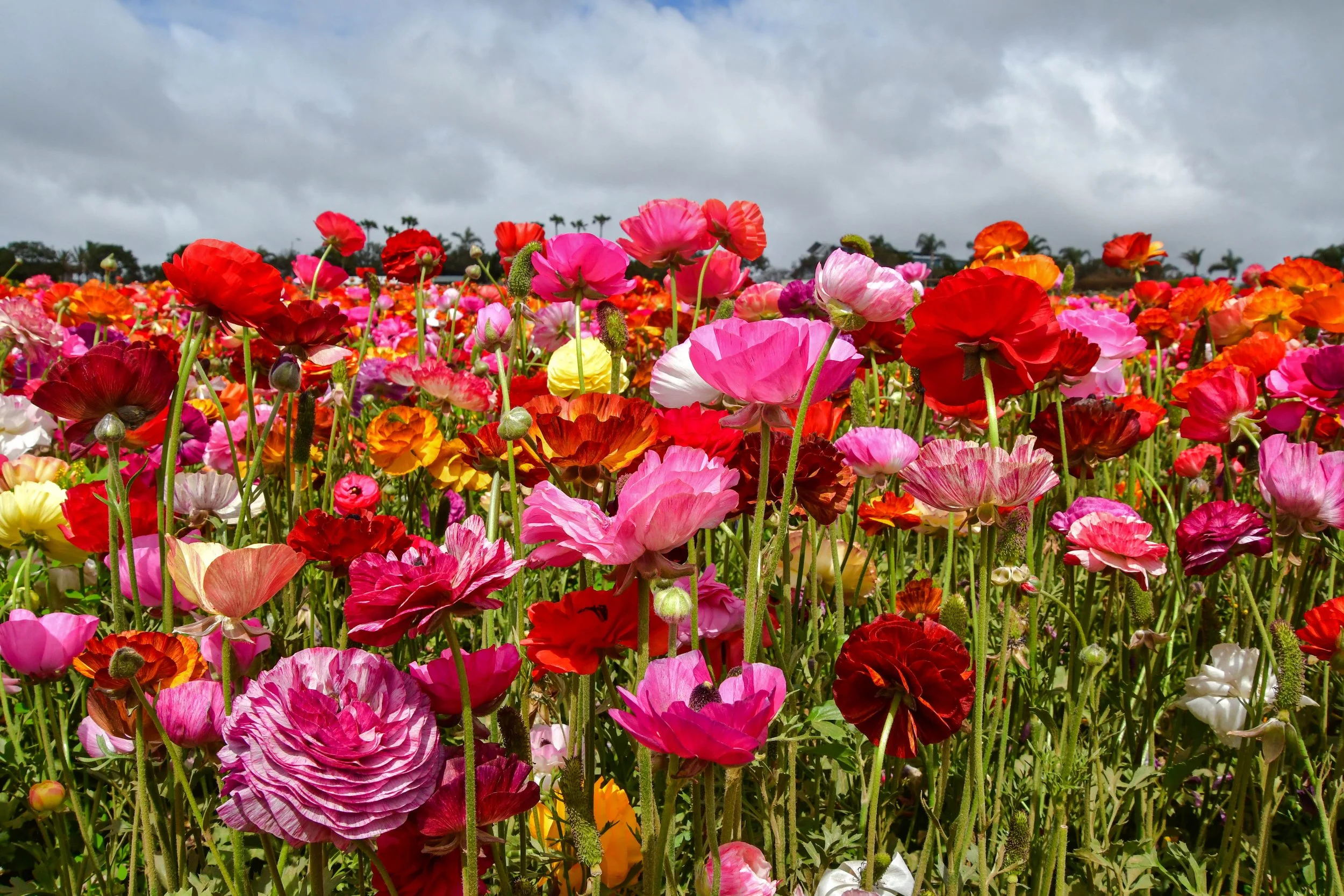 Flower2023 (10 of 35).jpg