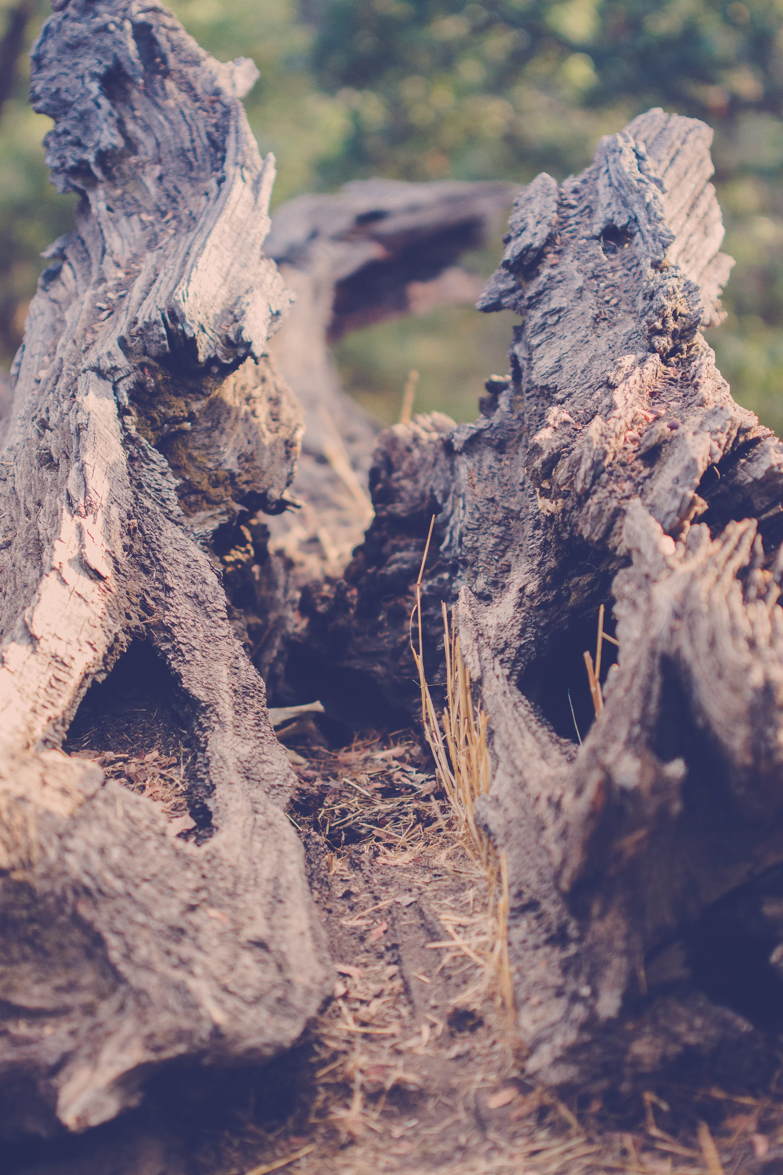 McIntyre Family 10.24.15 to Print-1.JPG