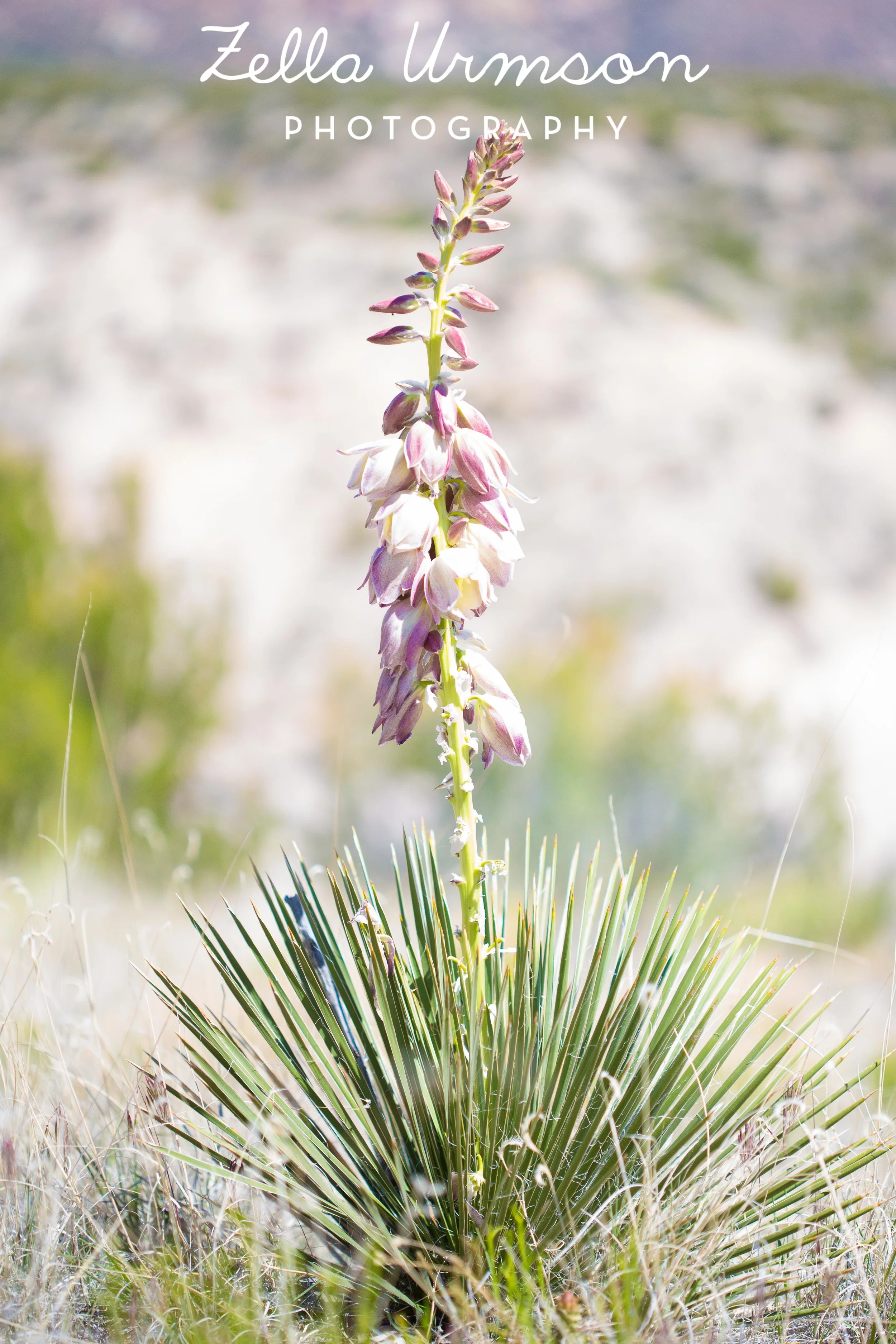 NM 5.2016 w ZUP-36.JPG