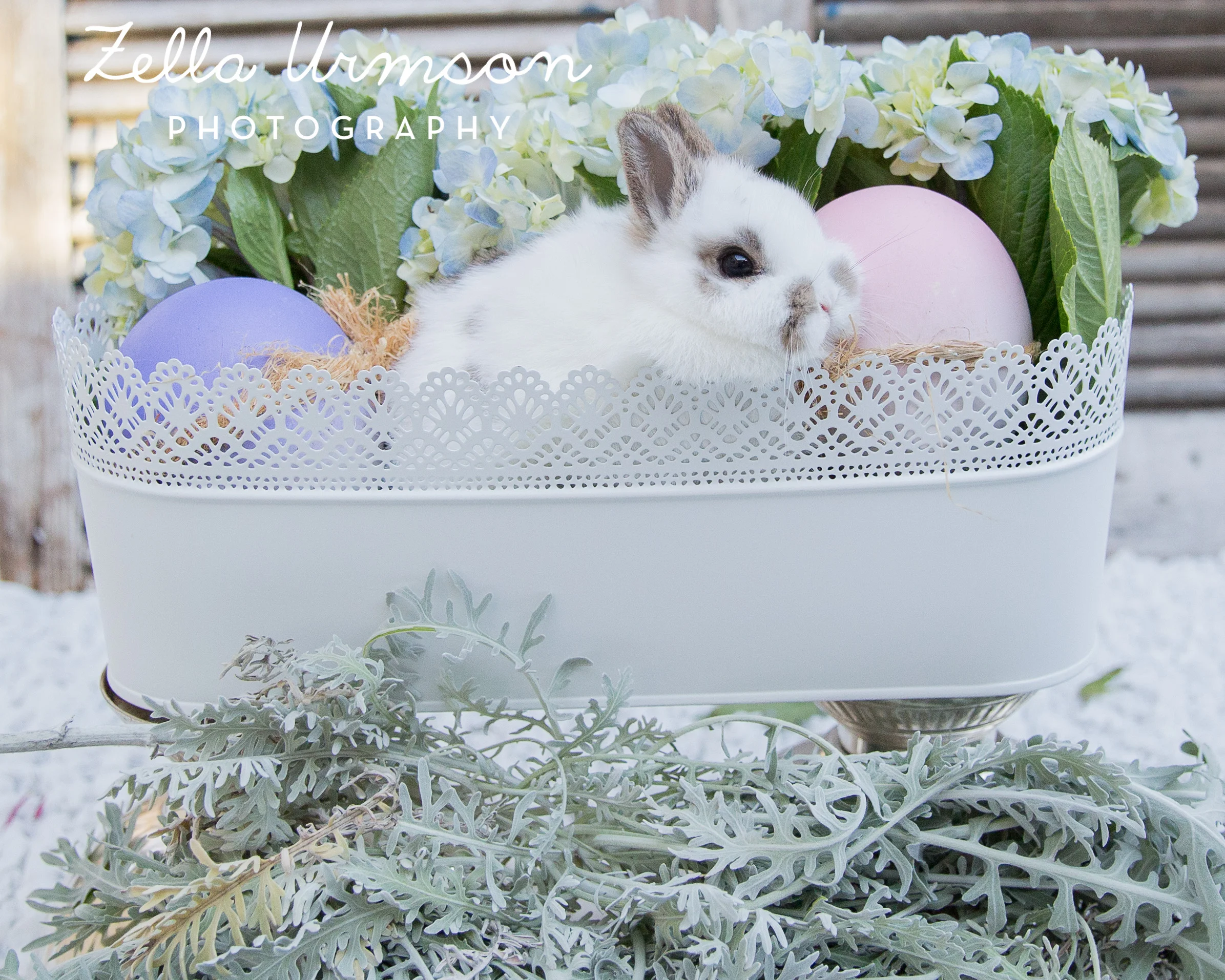 Bunnies 1.1.2017 to Post -22.JPG