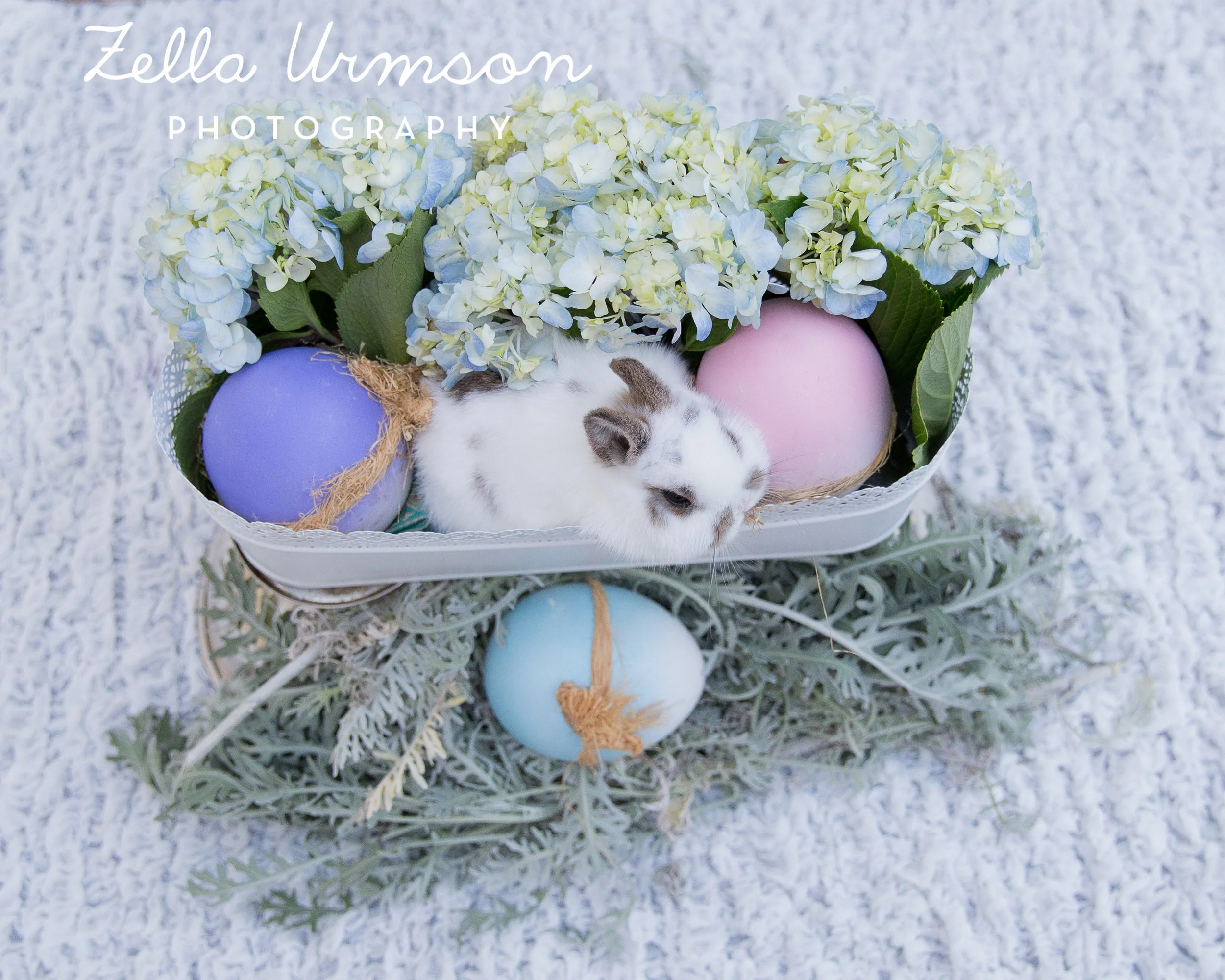 Bunnies 1.1.2017 to Post -23.JPG