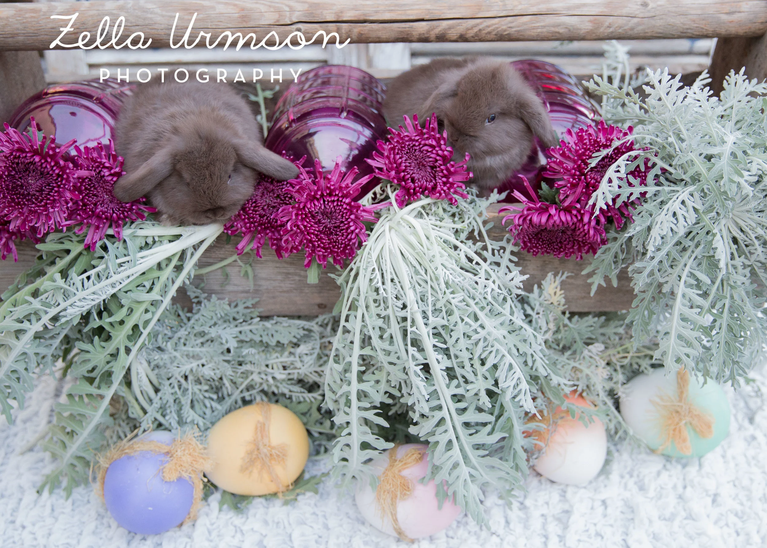 Bunnies 1.1.2017 to Post -26.JPG