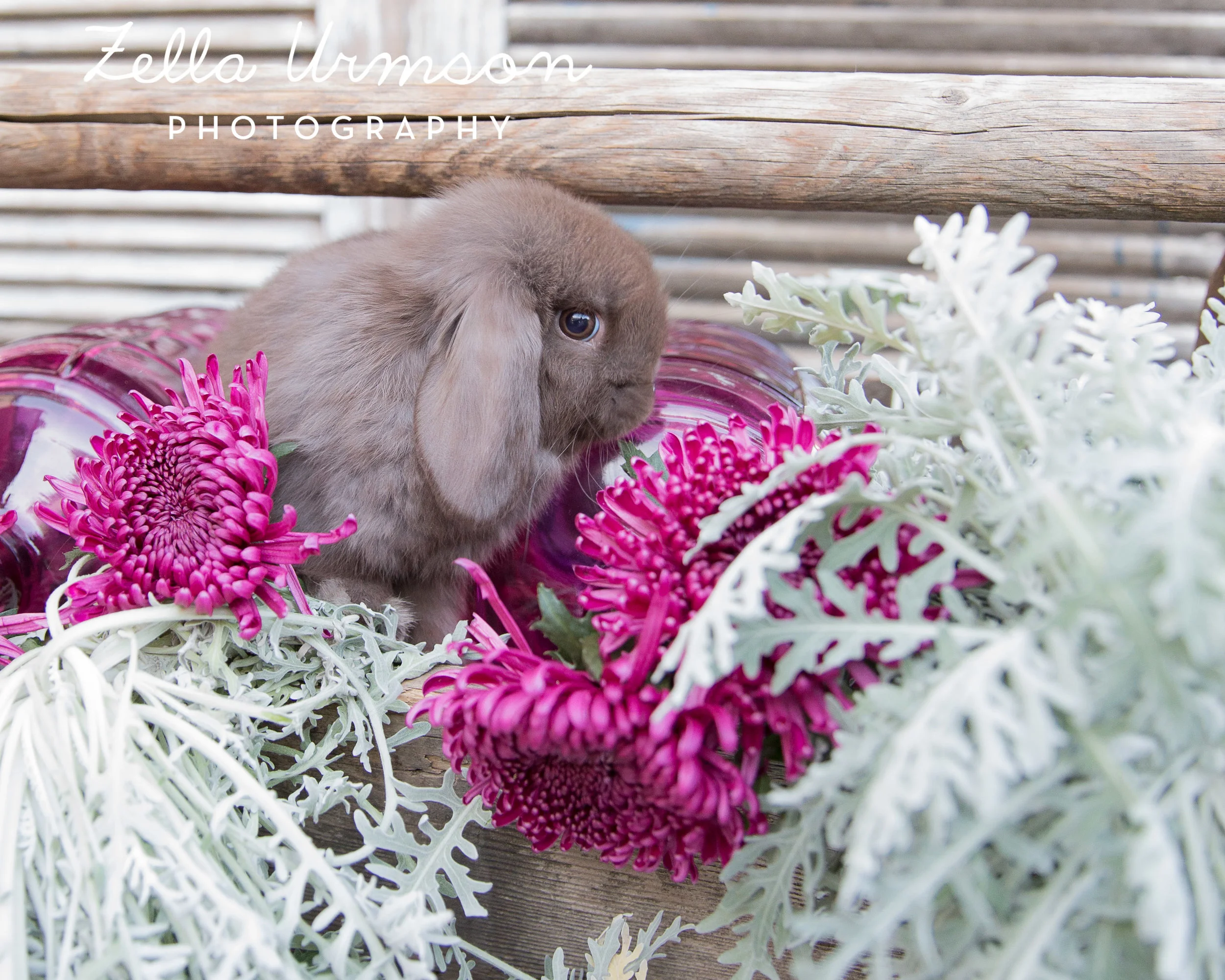 Bunnies 1.1.2017 to Post -27.JPG