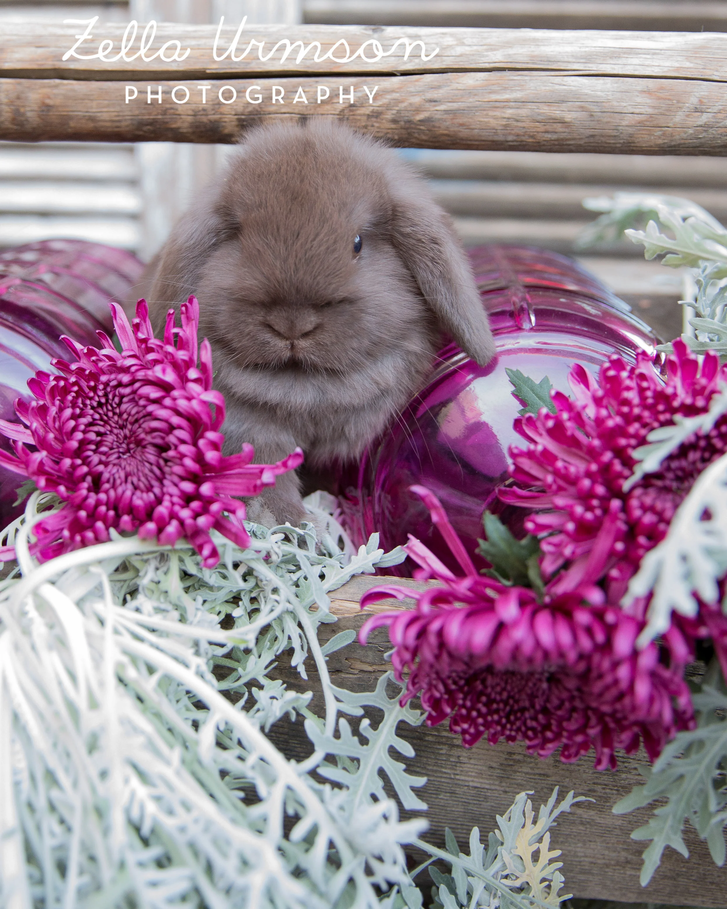 Bunnies 1.1.2017 to Post -29.JPG