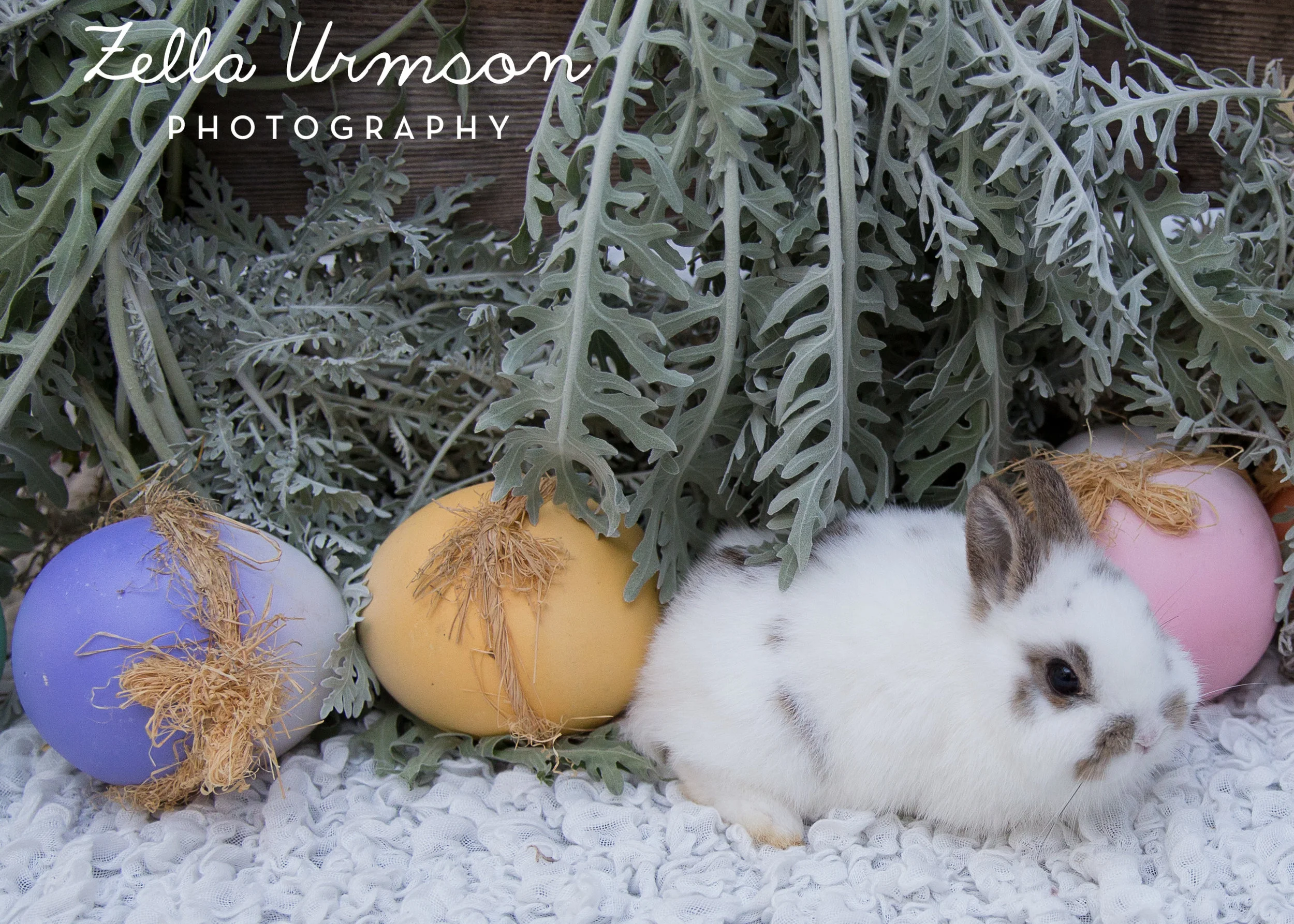 Bunnies 1.1.2017 to Post -31.JPG