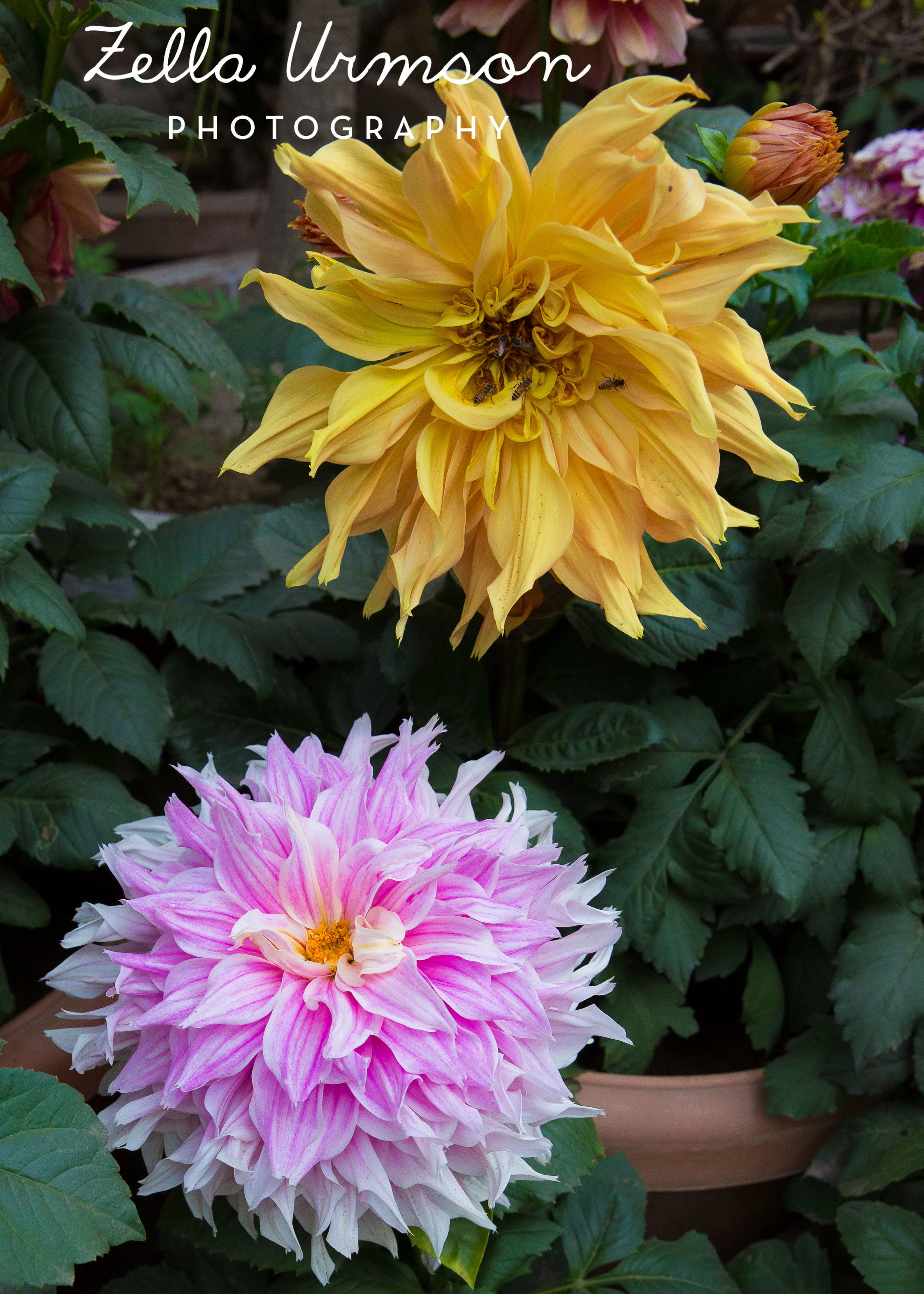 Flowers ZUP-1.JPG