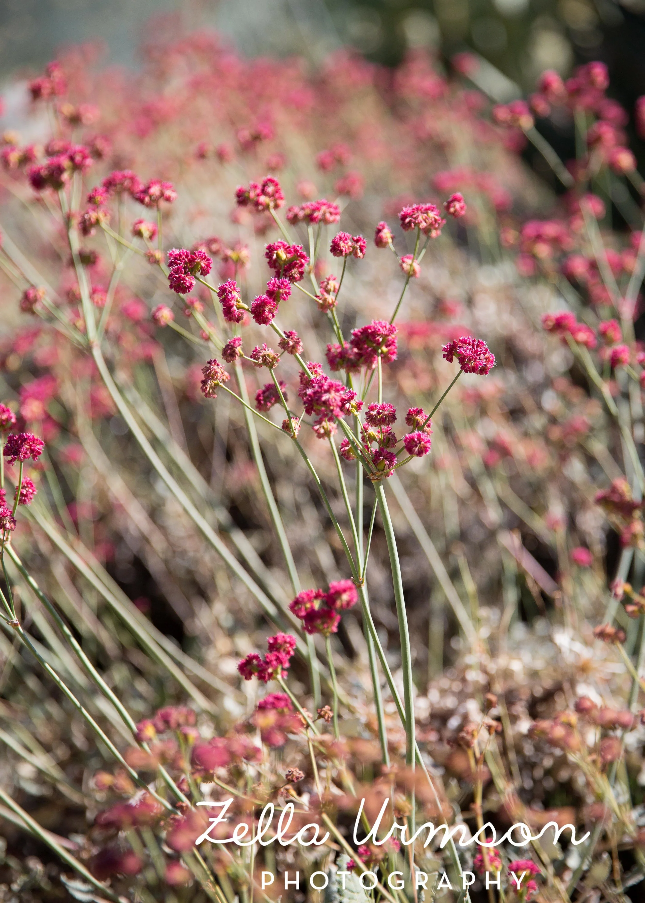 RBGSS7.1.17 w ZUP -20.JPG