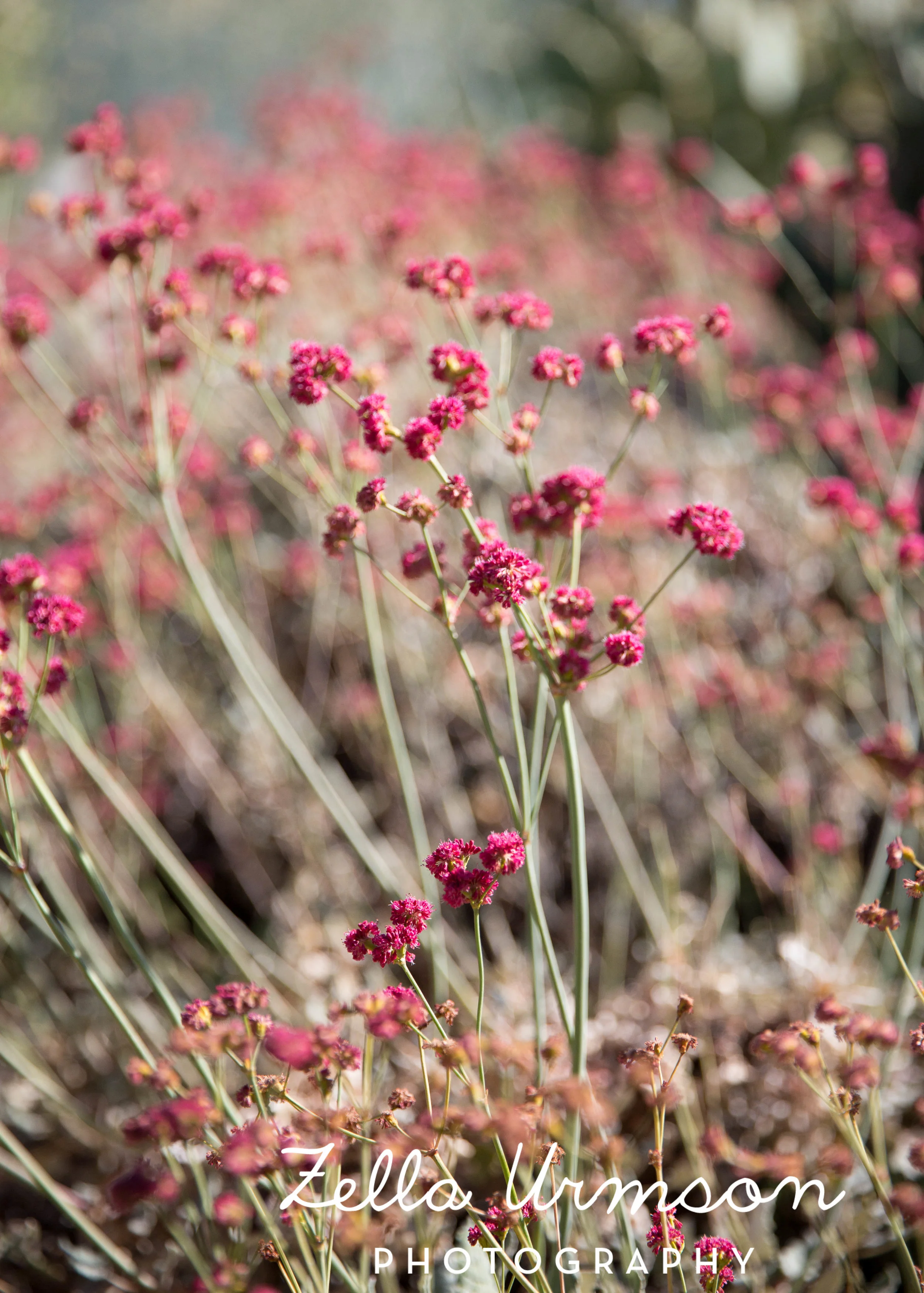 RBGSS7.1.17 w ZUP -21.JPG