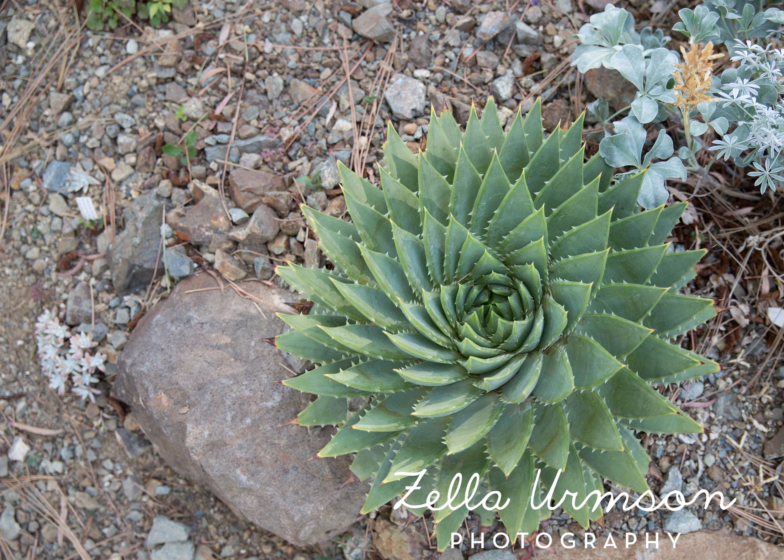 RBGSS7.1.17 w ZUP -28.JPG