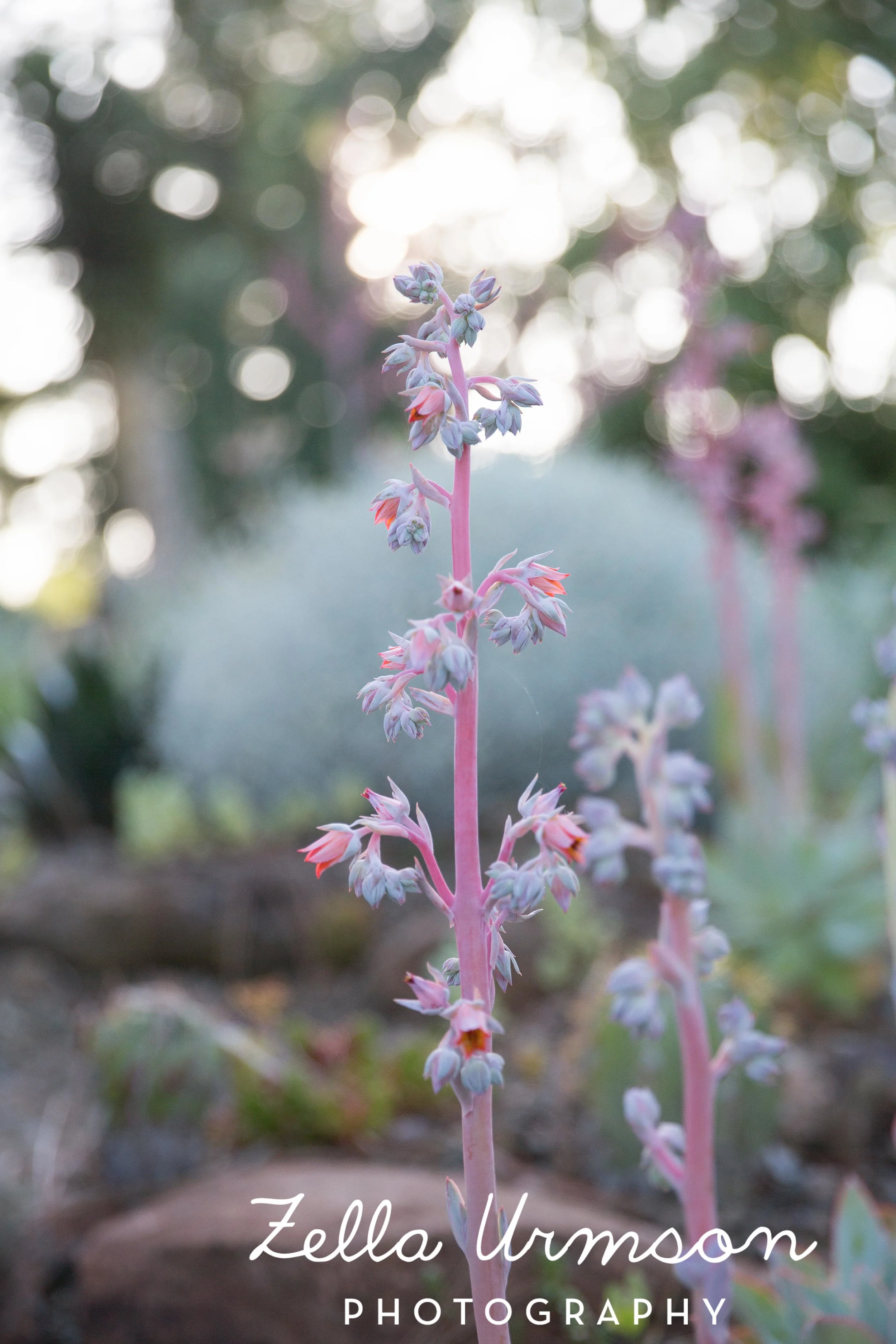 RBGSS7.1.17 w ZUP -234.JPG