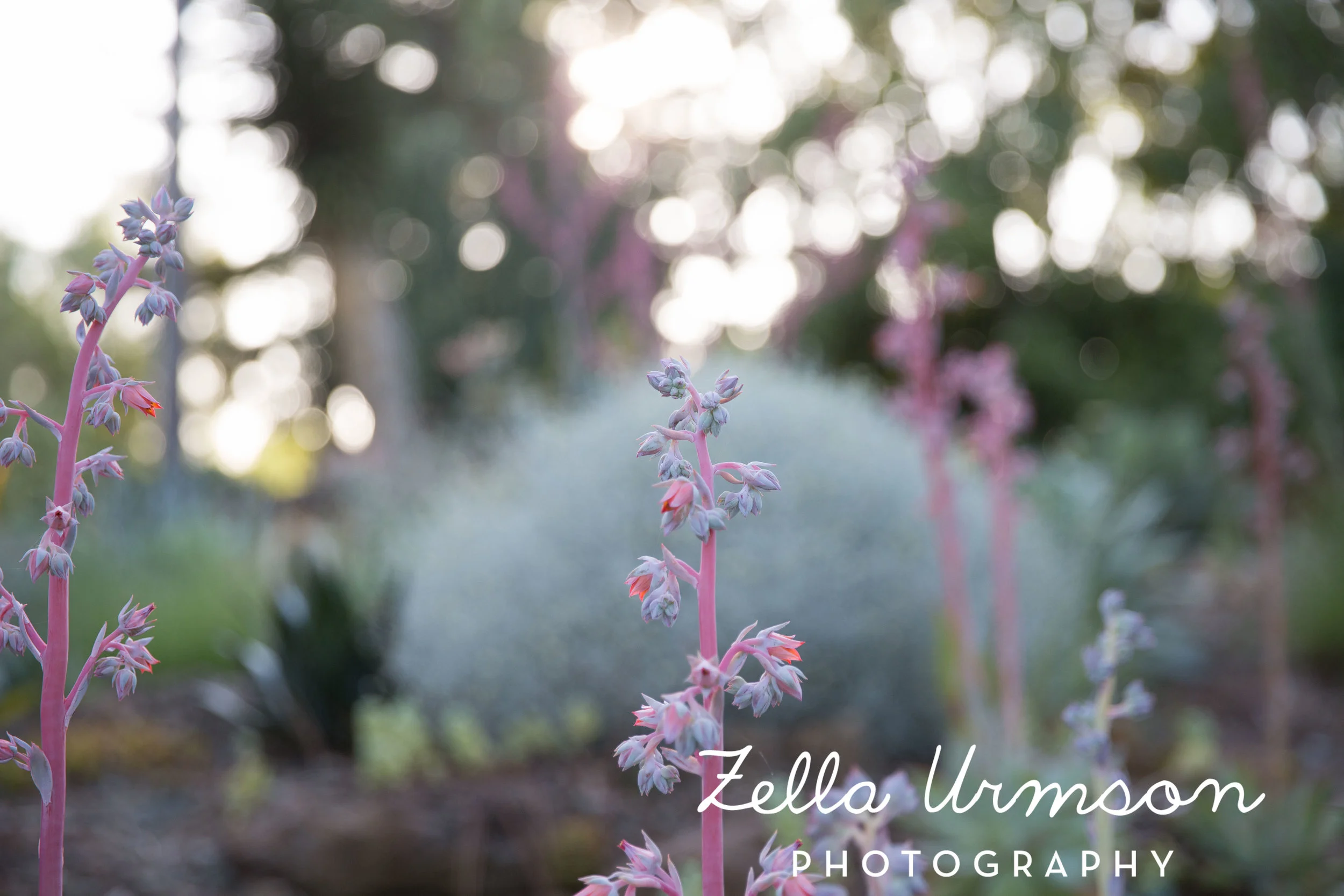 RBGSS7.1.17 w ZUP -235.JPG