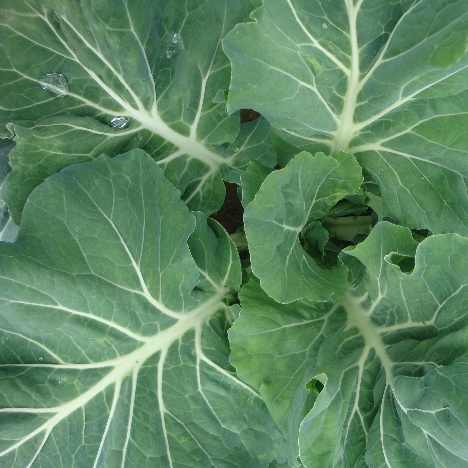 What to Eat to be Healthy During COVID-19