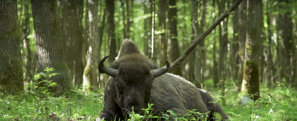 bison sitting on forest floor.png
