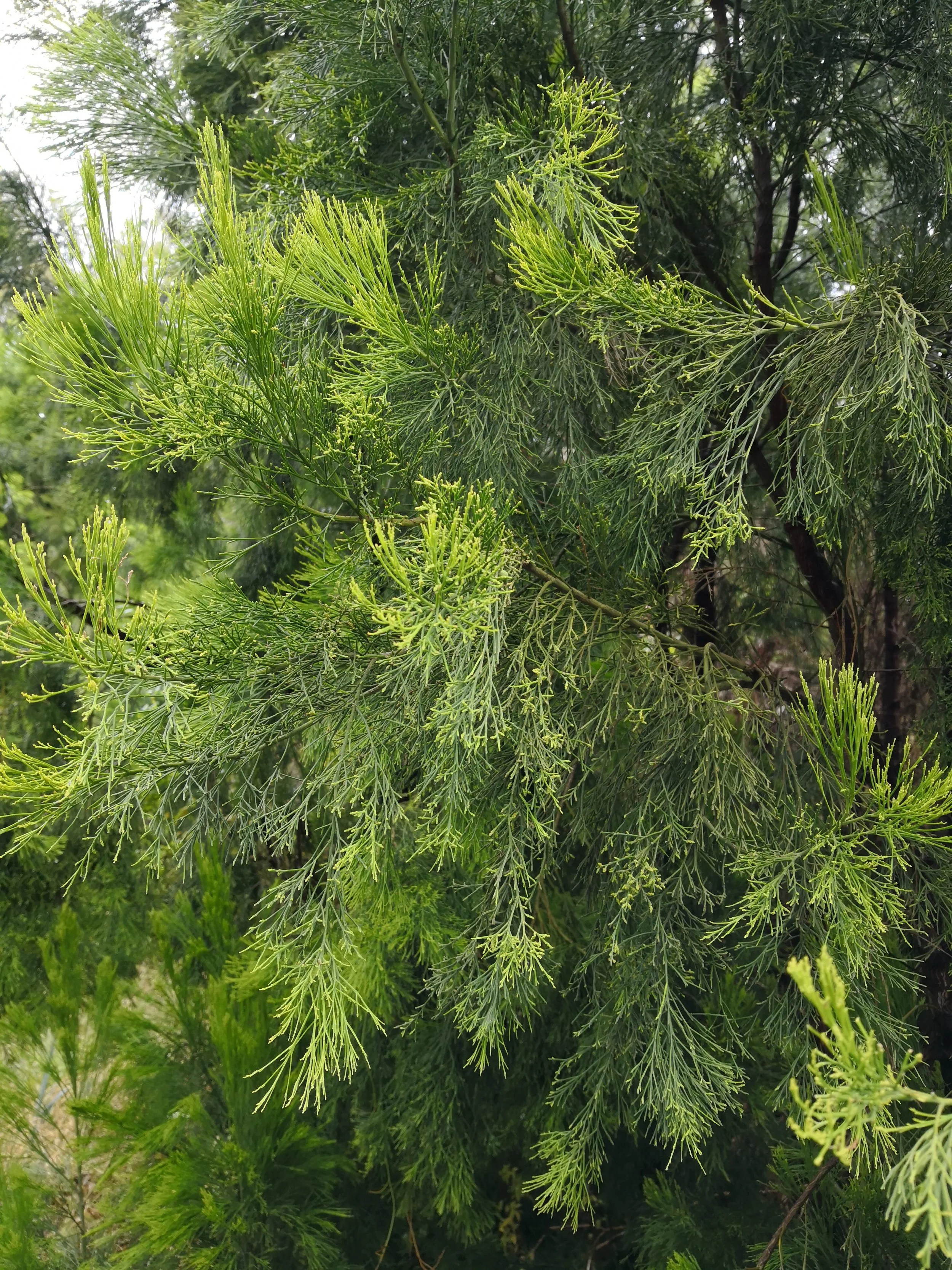 cherry ballart branches.jpg