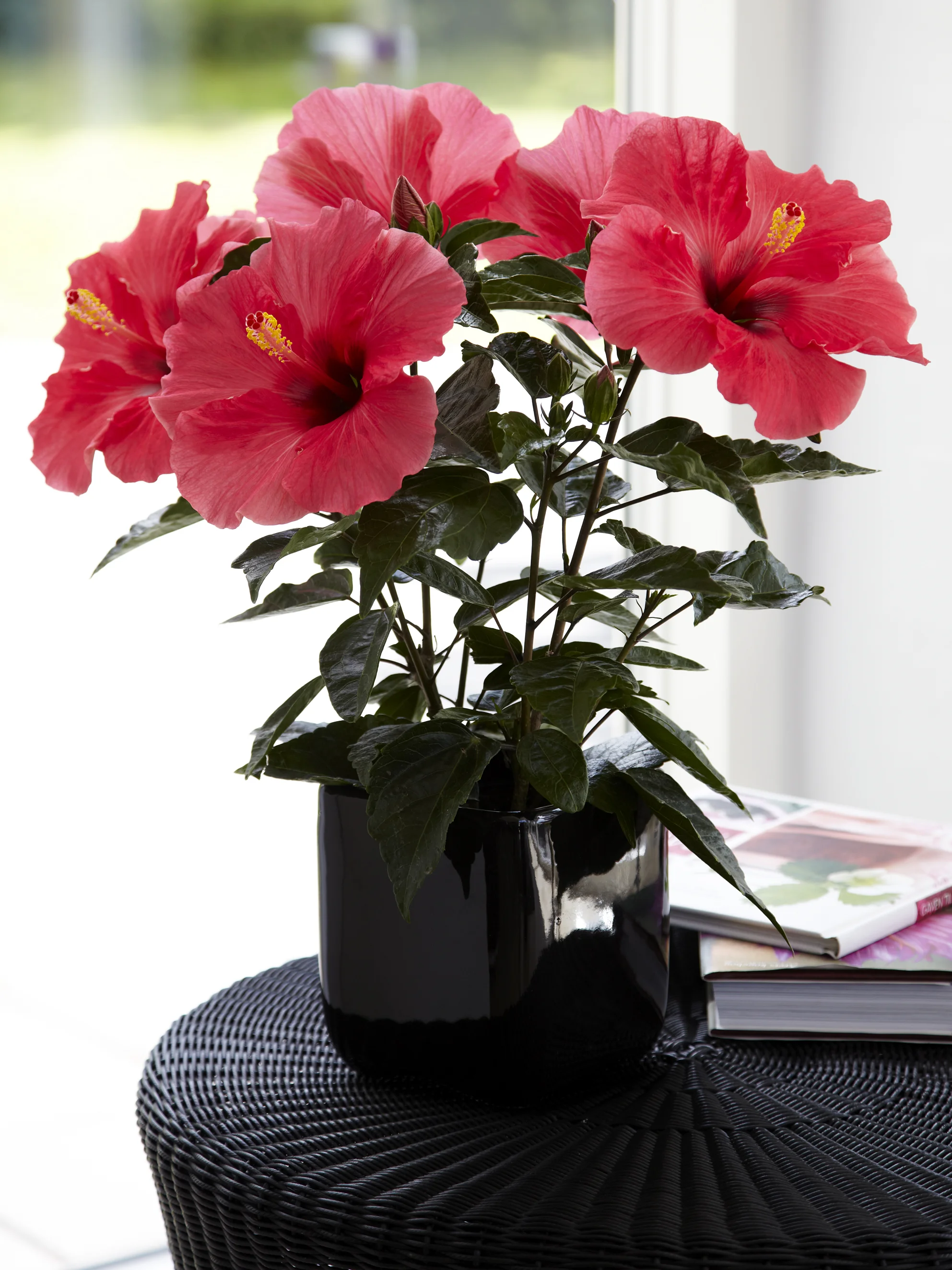 Adonicus Dark Pink-2.jpg