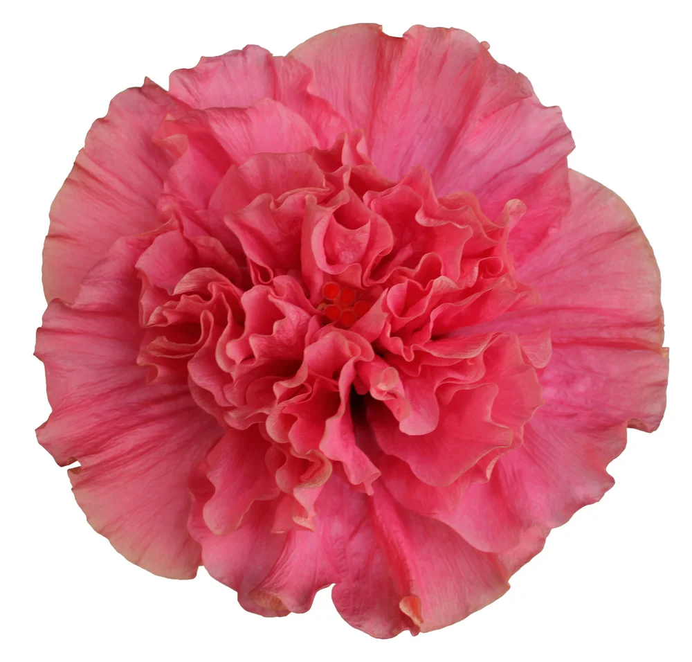 Hibisqs Adonicus Double Pink Graff Breeding A S