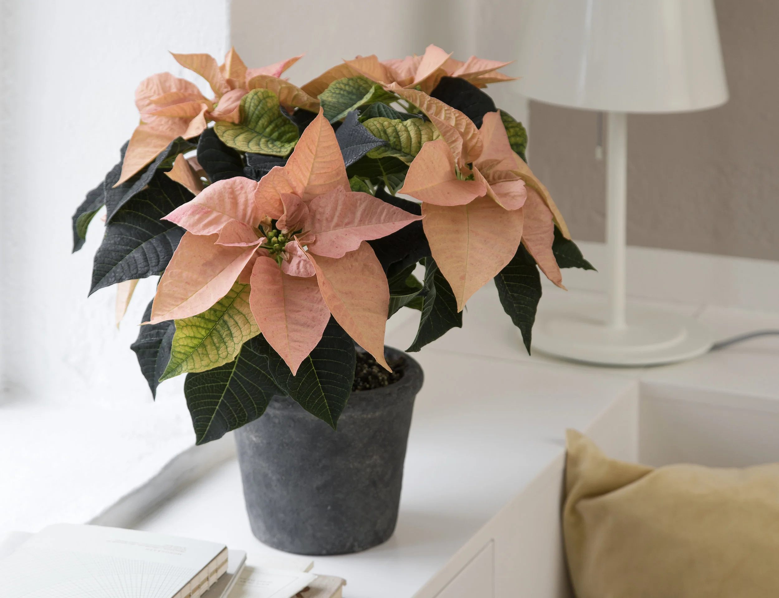 Qismas® Star - Oak