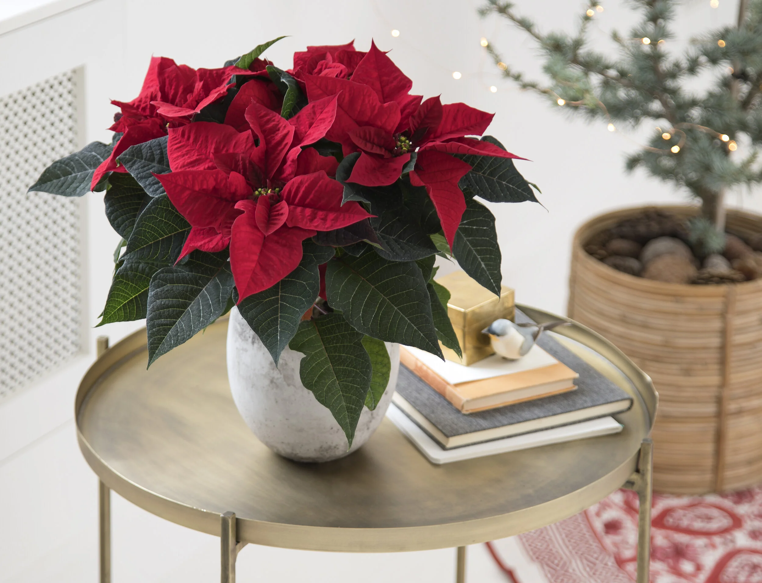 Winter and Christmas is coming, together with Q-ismas Star®