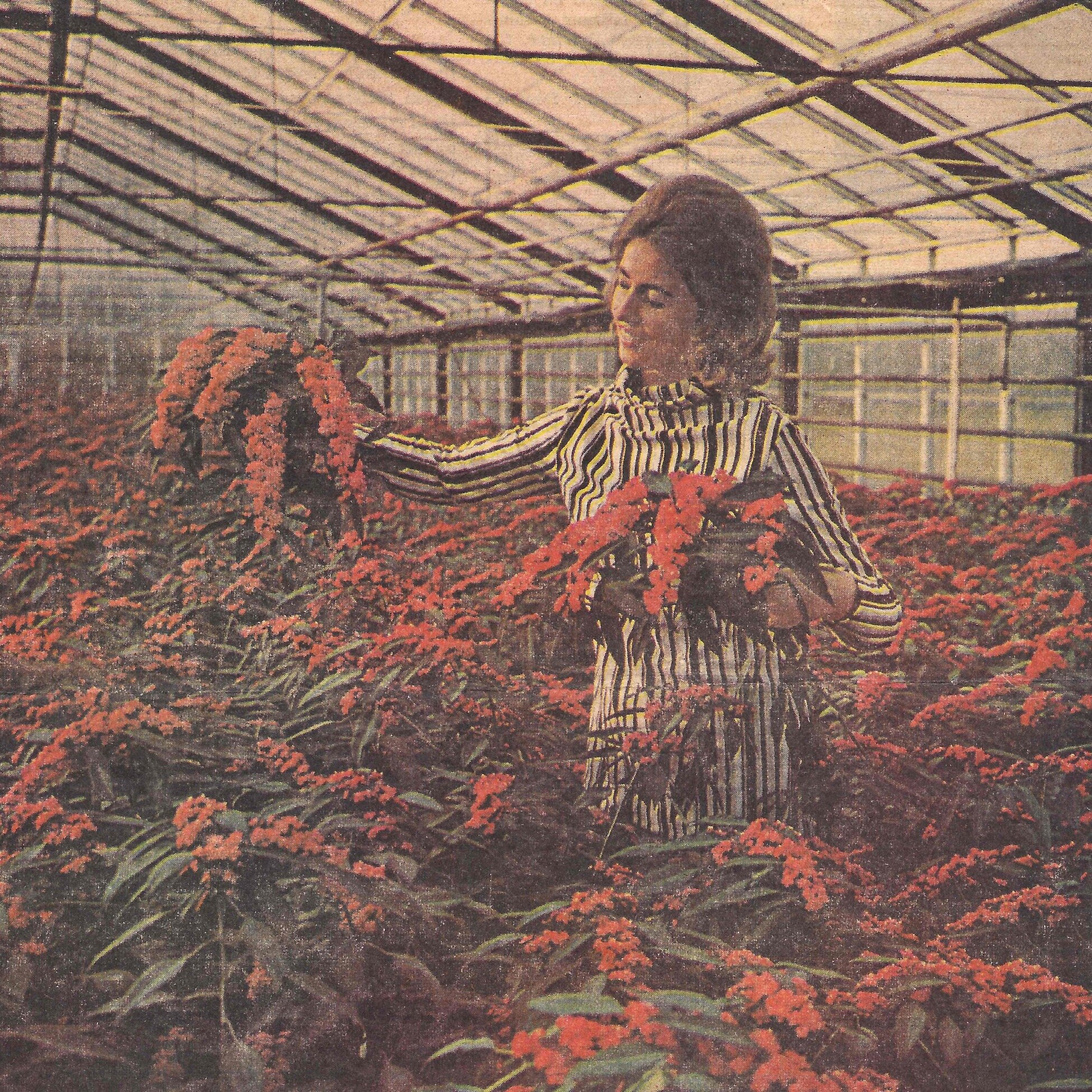 Doris Graff Kristensen - euphorbia fulgens 1970.jpg