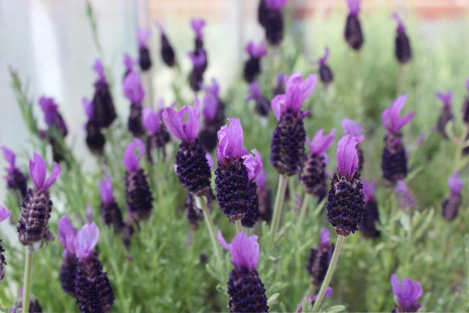 Bee and Butterfly Lavenders — Graff-Breeding A/S