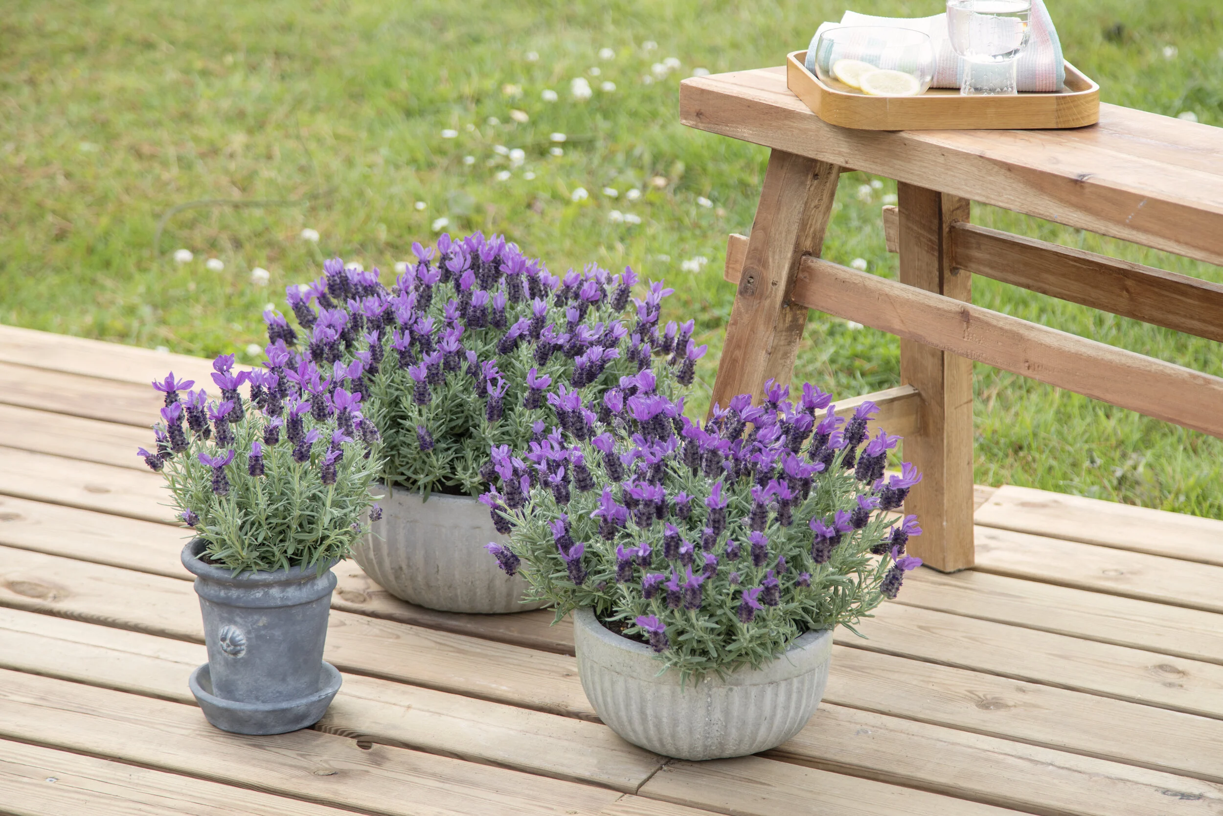 Image of Lavender and Dipladenias