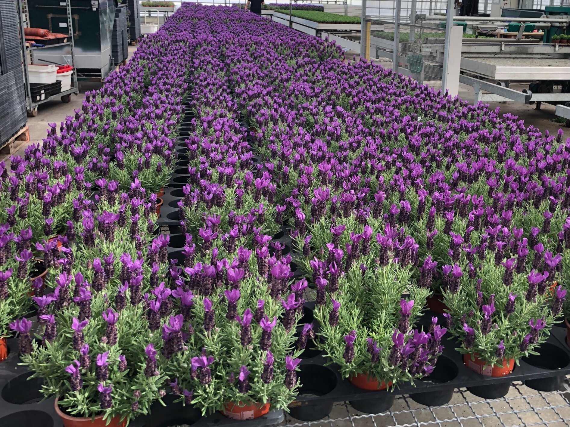 Bee and Butterfly Lavenders — A/S Graff-Breeding