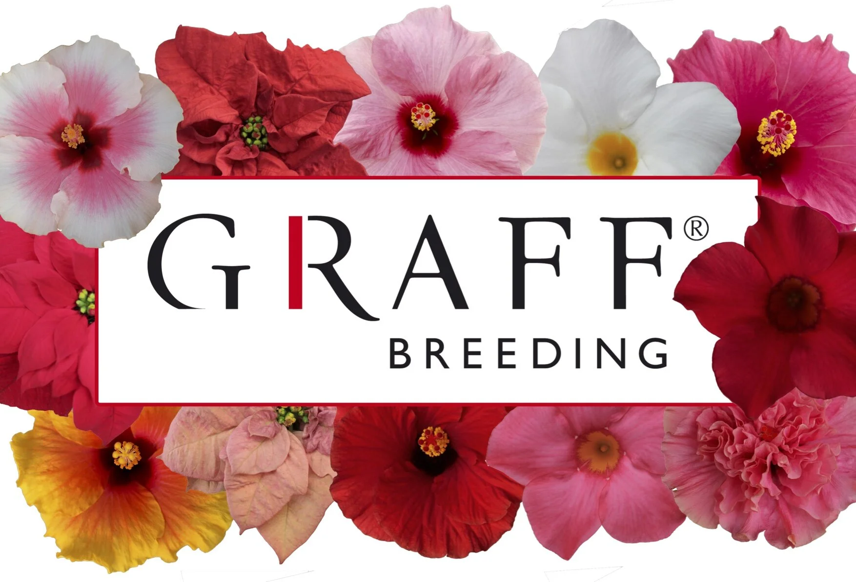 Short introduction to our crops