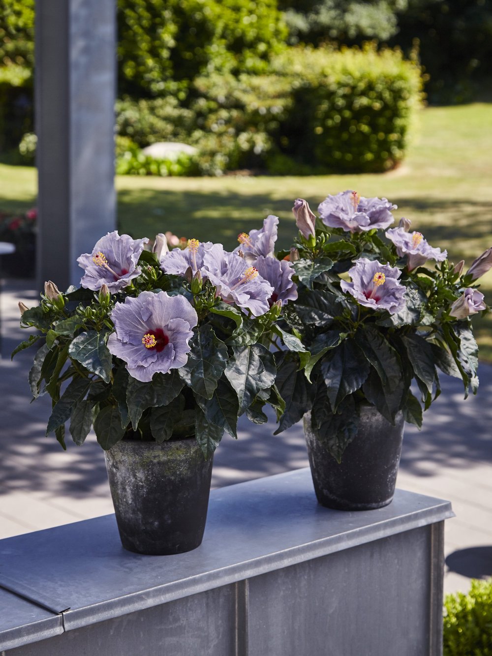 HibisQs Care - DE  Graff-Breeding A/S