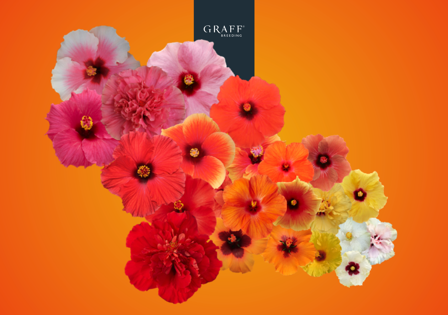 Our A/S Catalog Out — Newest Check Graff-Breeding