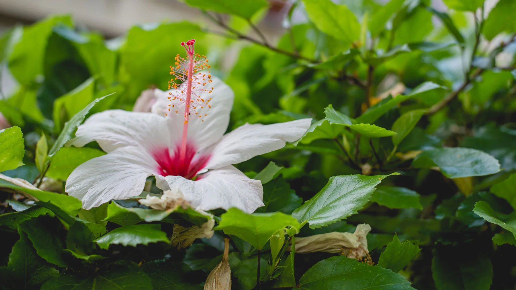 DSC_4773-EDIT.jpg