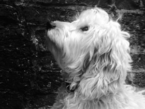 Percy