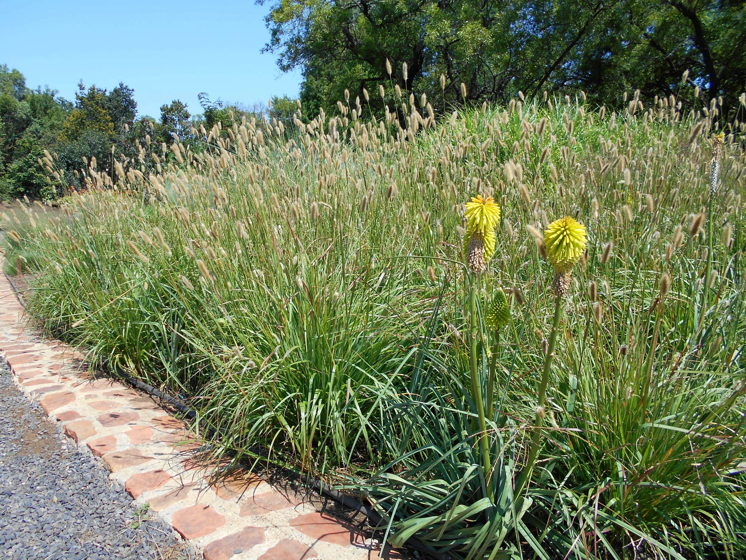 Bristlecone Nursery, Skeerpoort