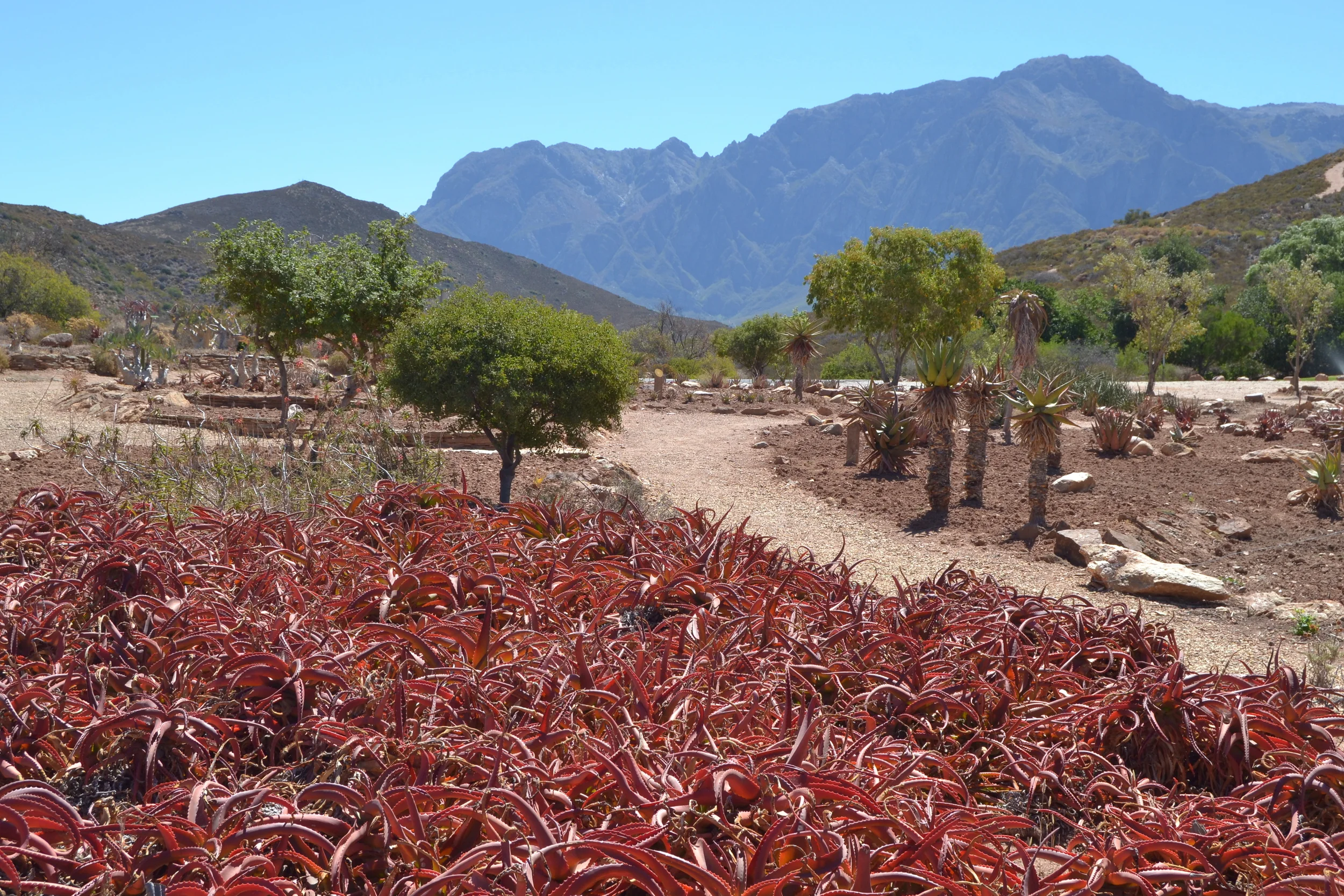 Karoo National Botanical Gardens