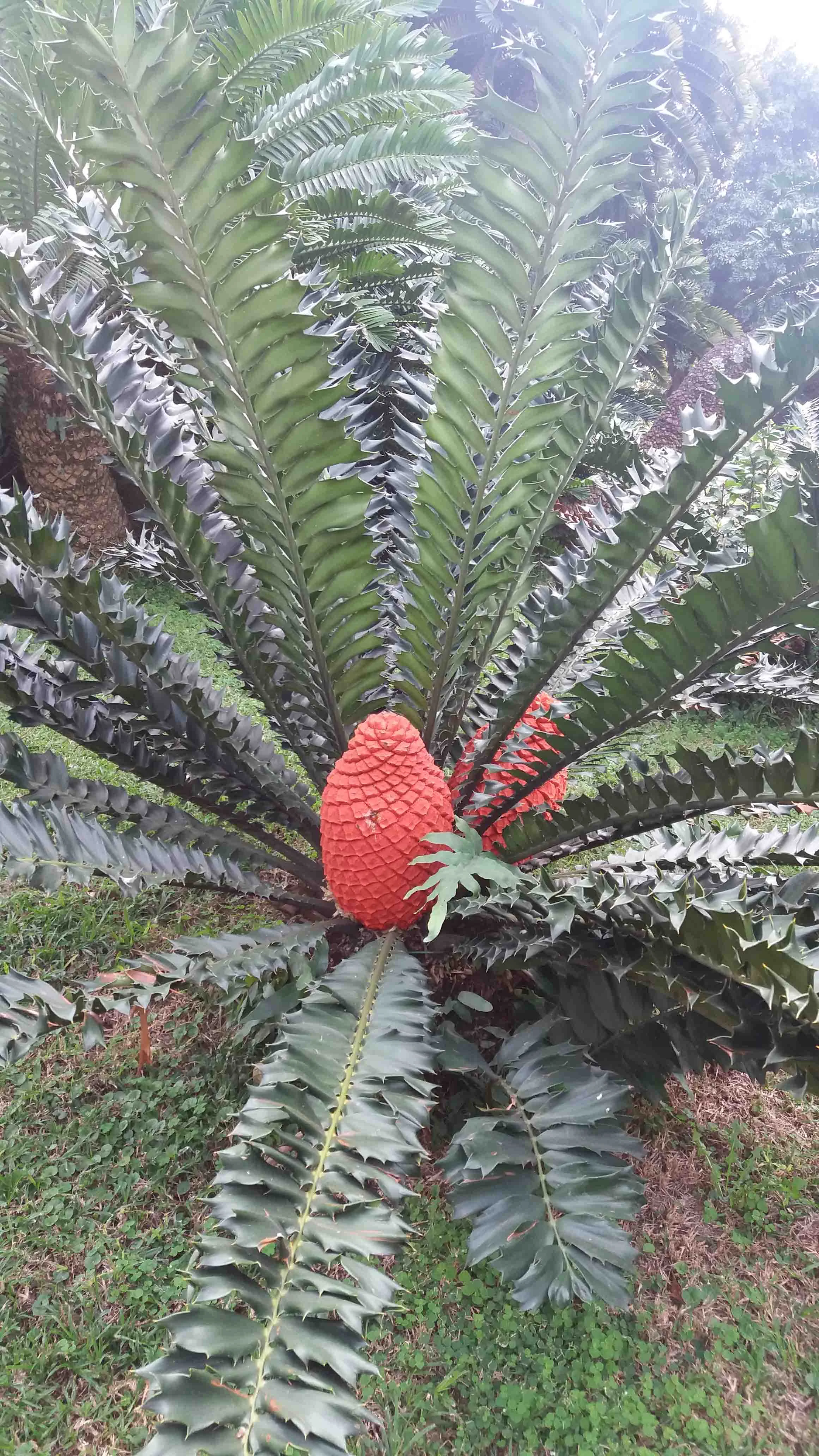 Durban Botanic Gardens — Sprout Landscapes