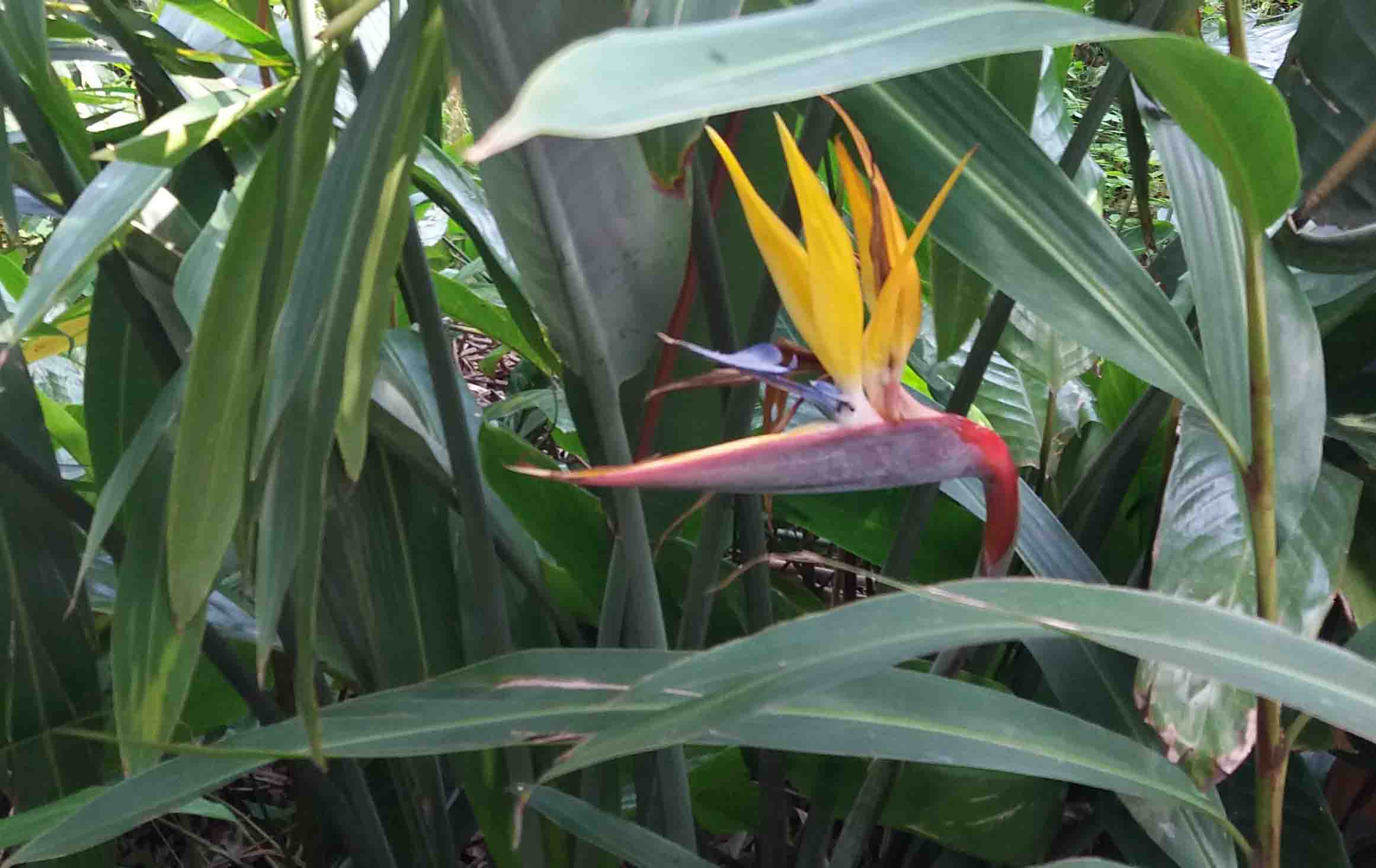 Couldn't resist including this Strelitzia - it really looks like a bird peeking out of the leaves!