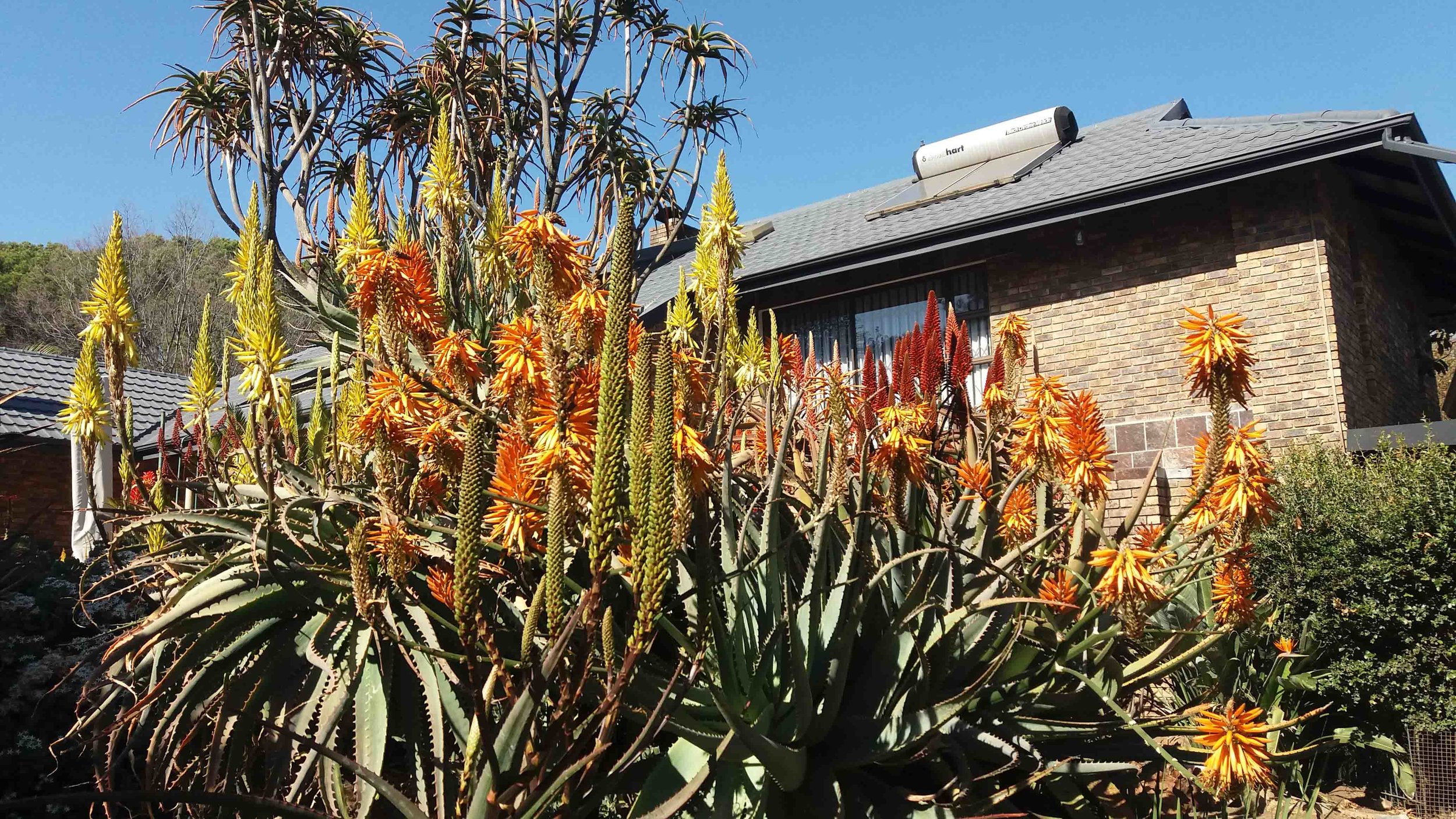 Aloe garden at Vine Street Nursery in Ferndale