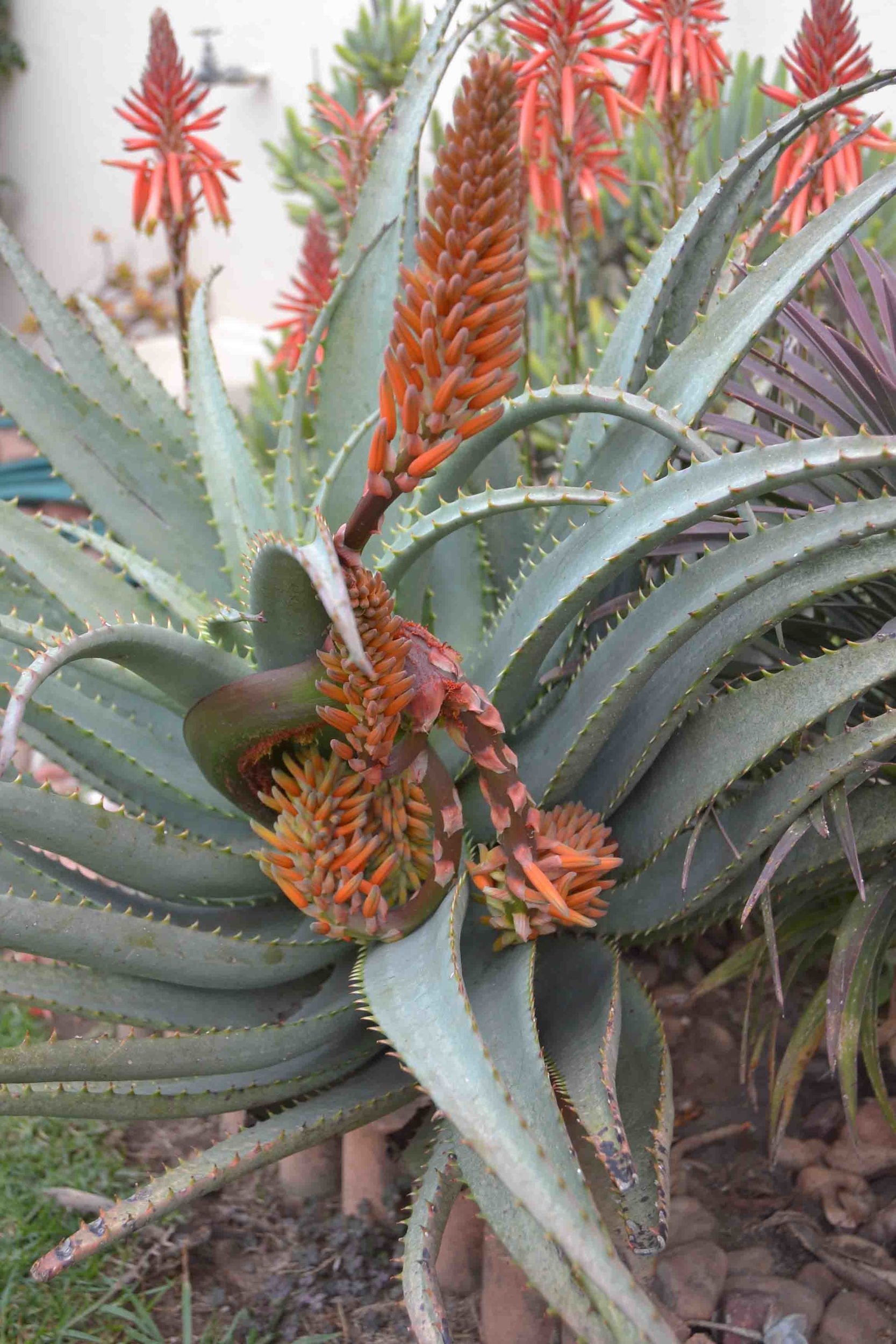 Deformed Inflorescence - flowers look cancerous 