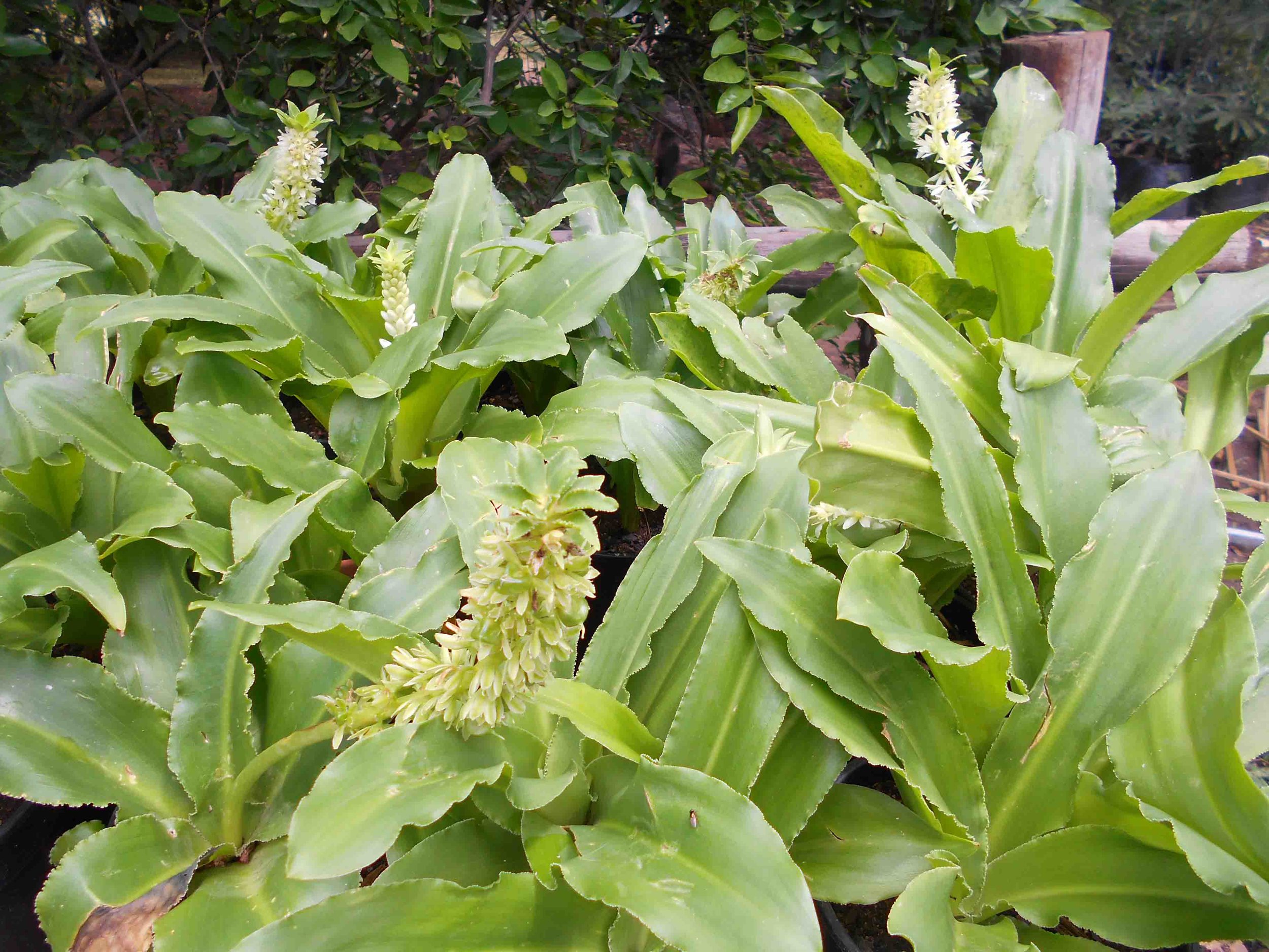Eucomis zambeziaca - Pineapple Lily. There are several Eucomis species,&nbsp;such a rewarding Bulb!